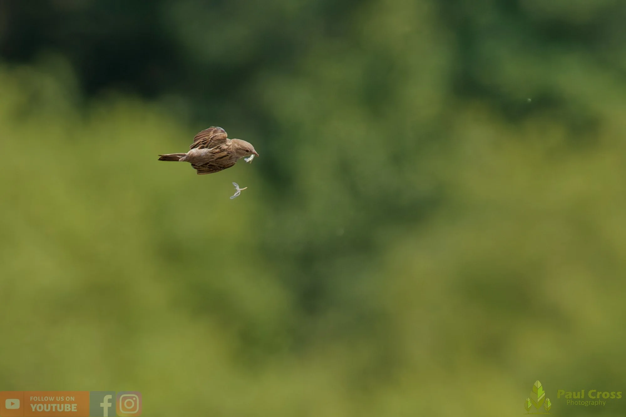 Sparrow-00158.jpg