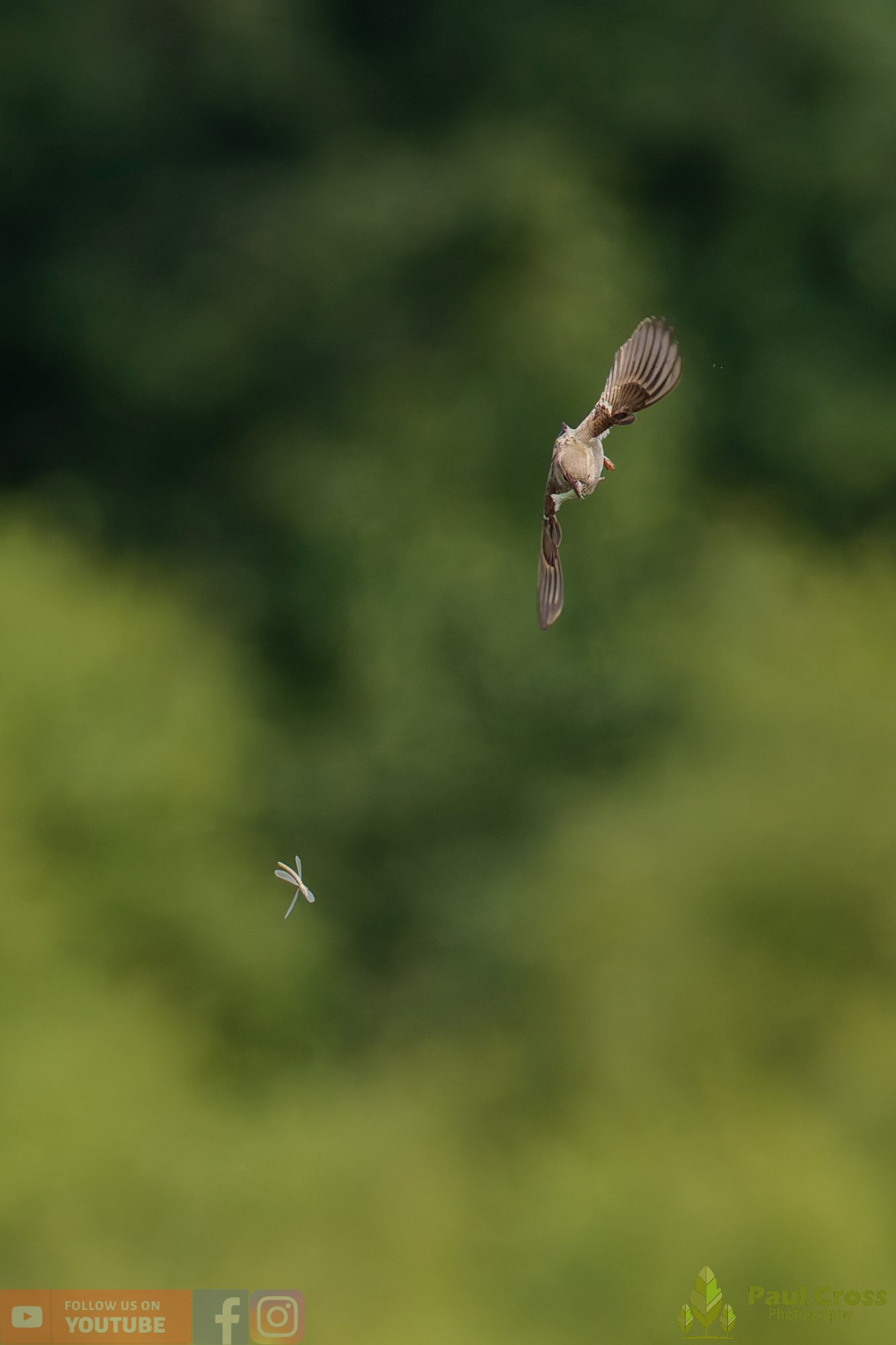Sparrow-00159.jpg