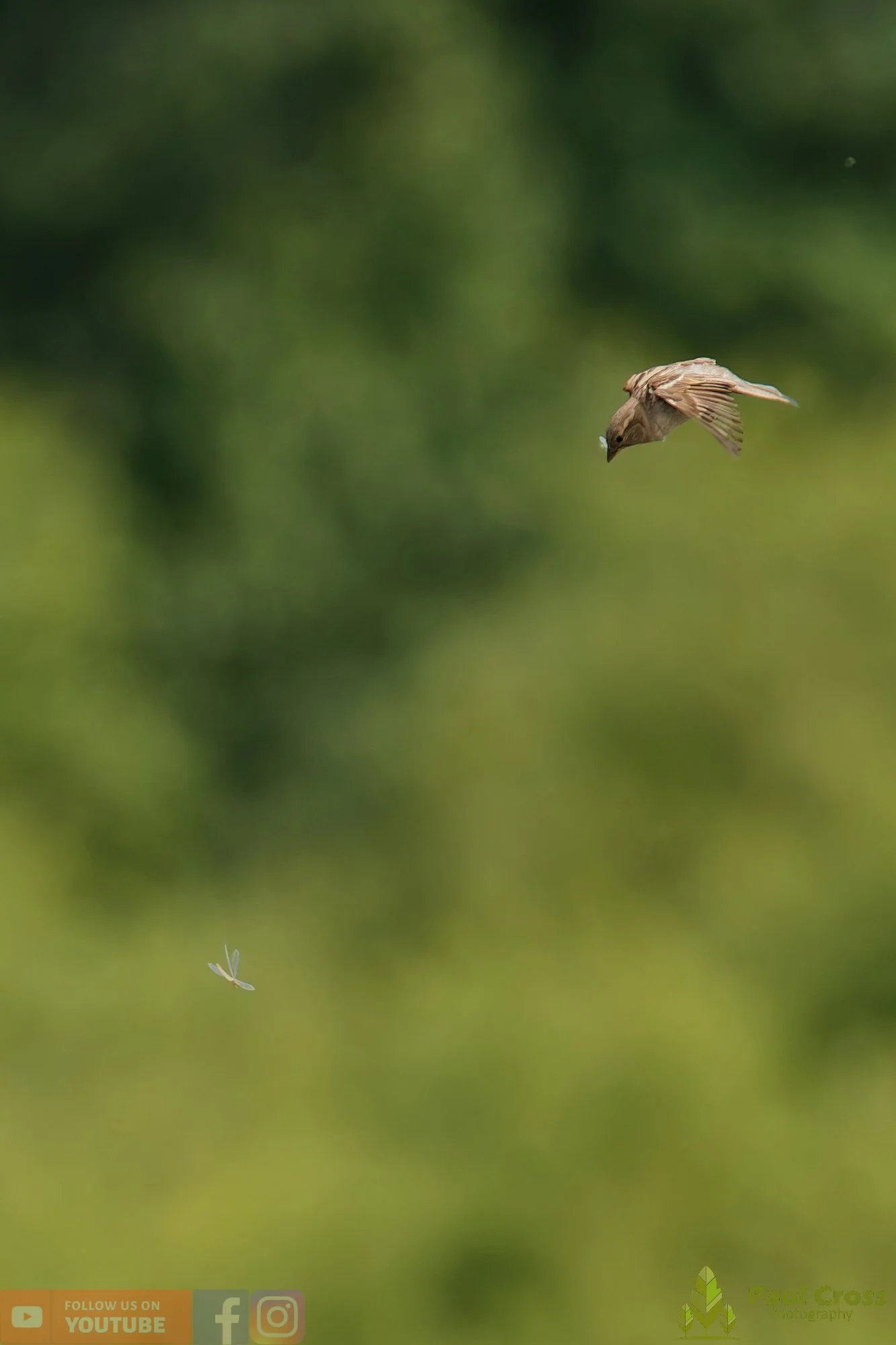 Sparrow-00160.jpg