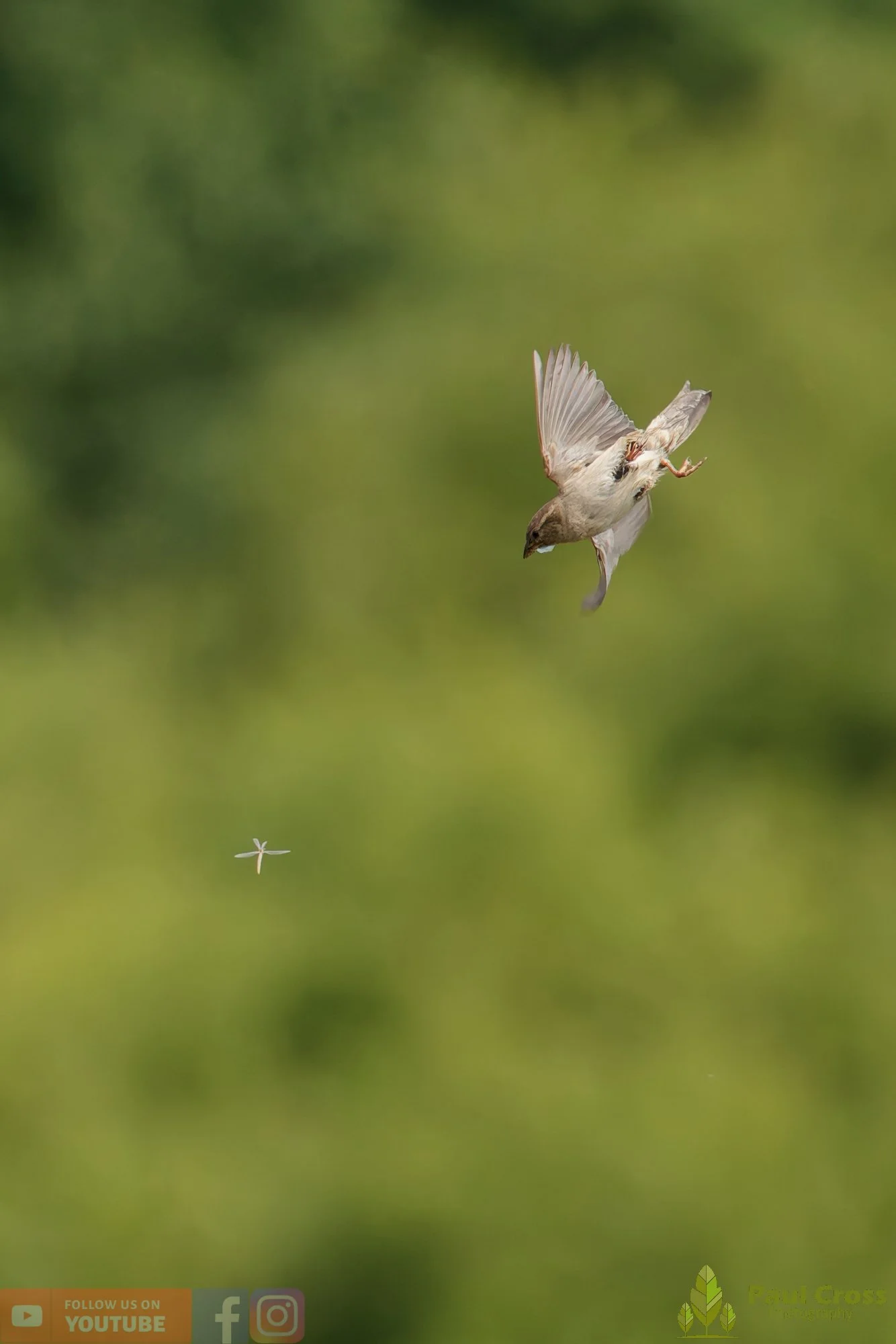 Sparrow-00161.jpg