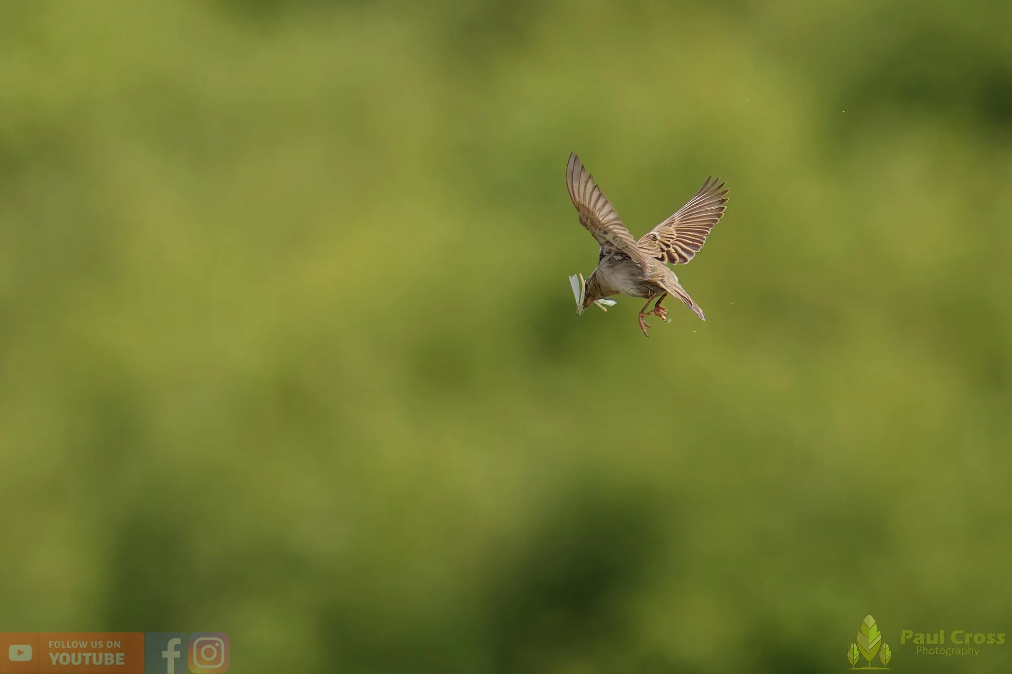 Sparrow-00162.jpg
