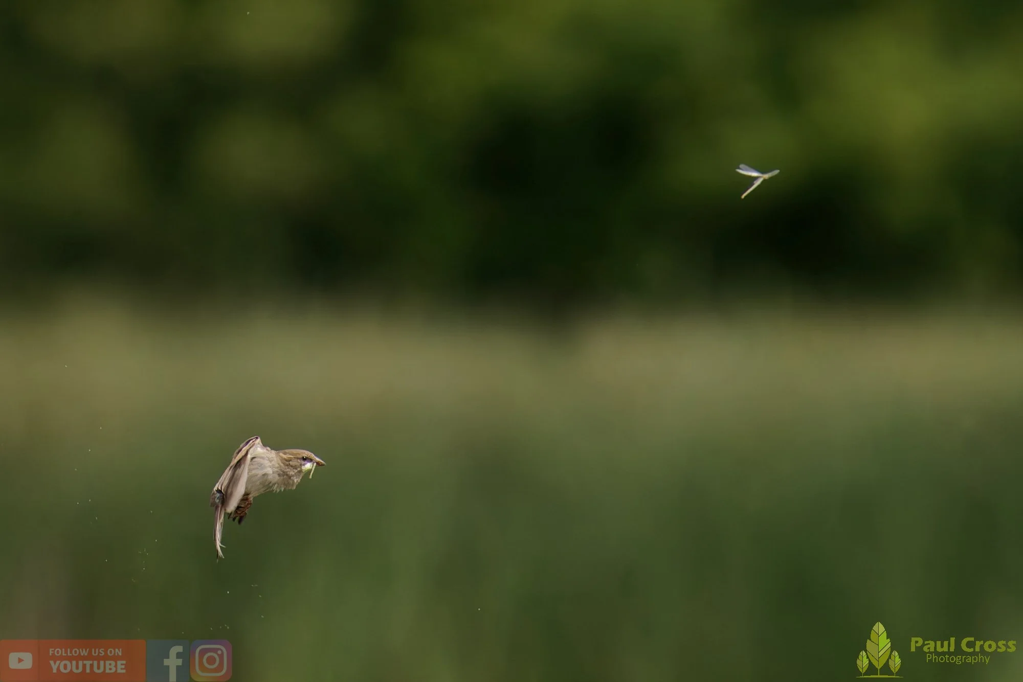 Sparrow-00163.jpg