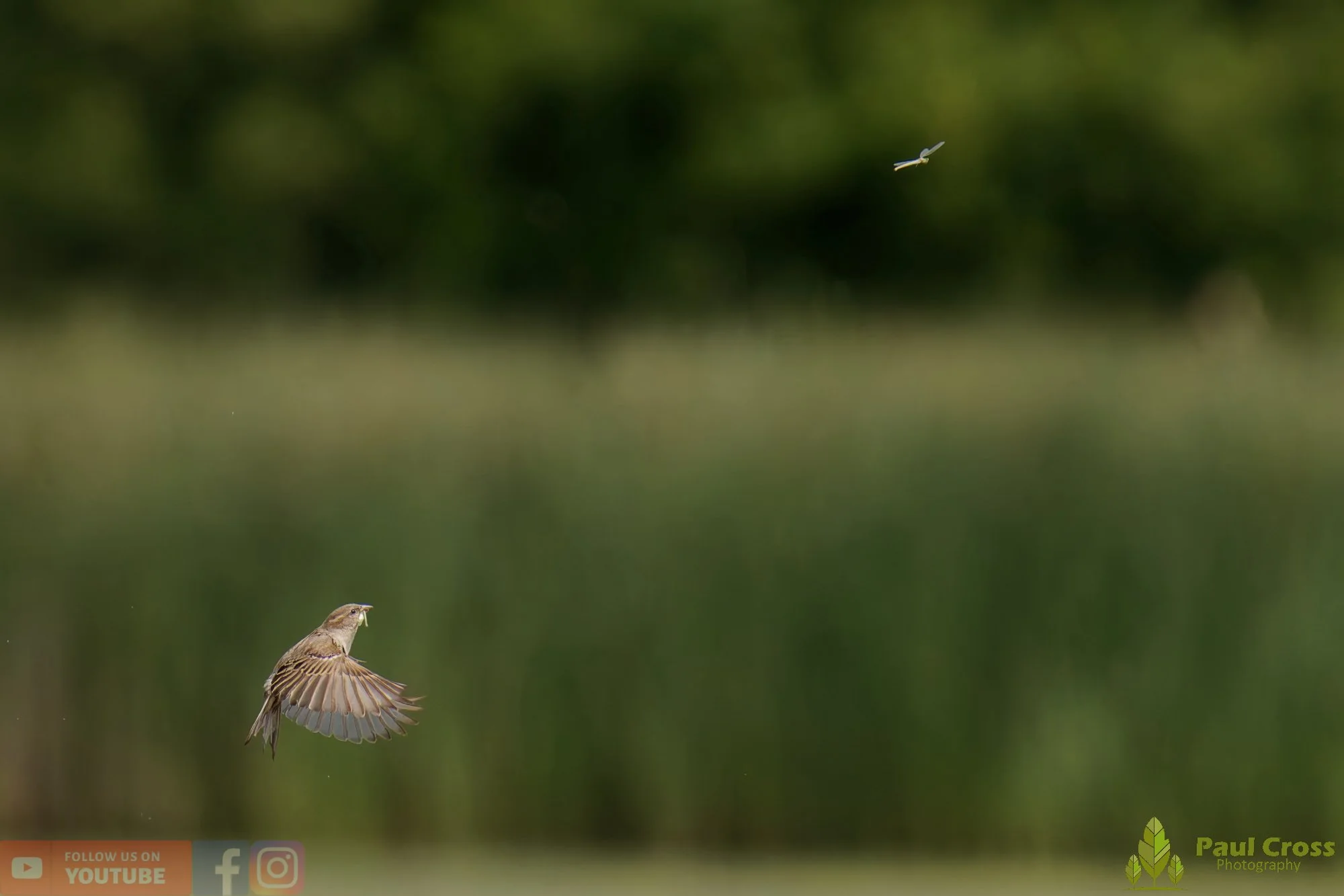 Sparrow-00164.jpg