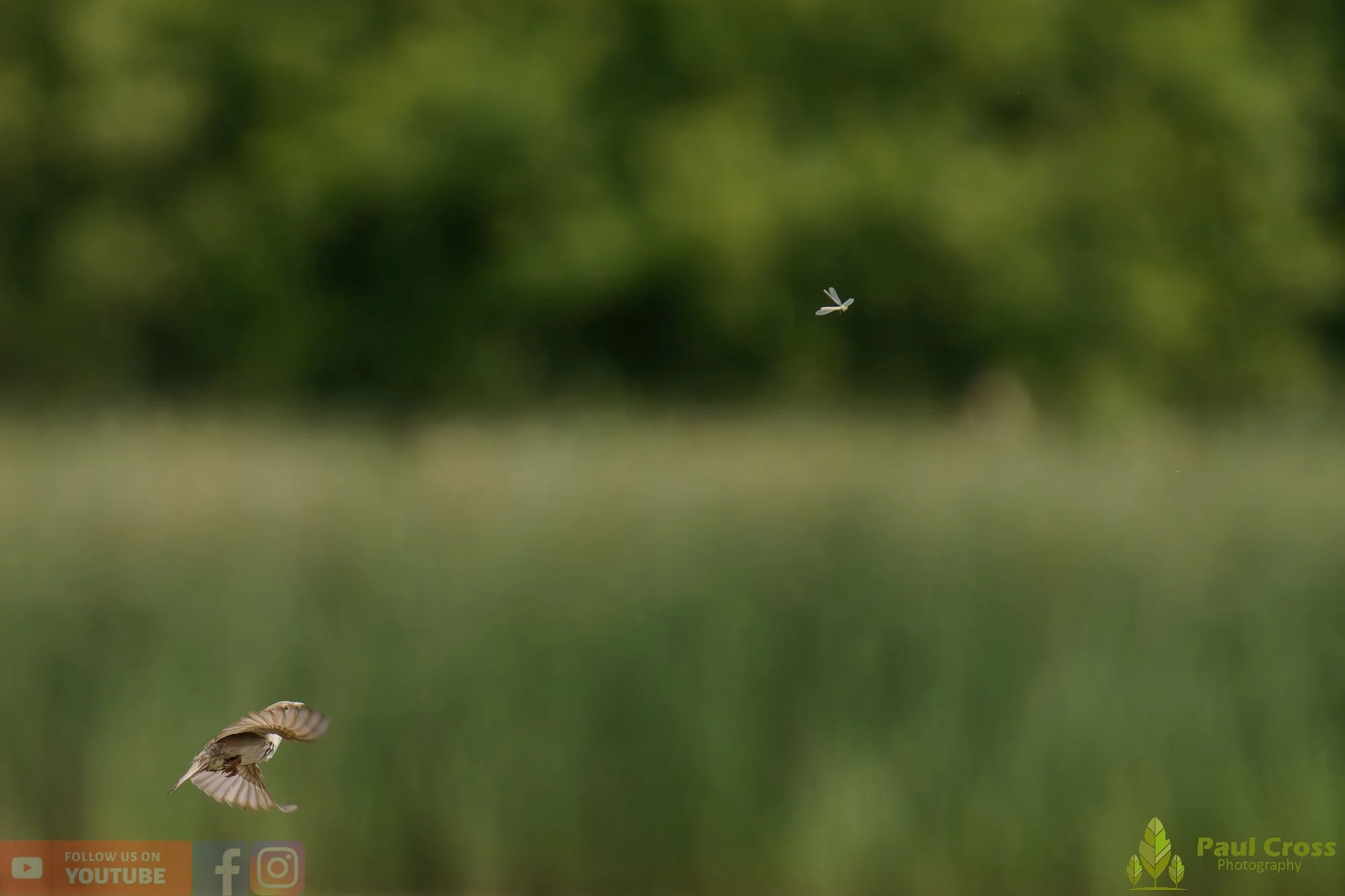 Sparrow-00165.jpg