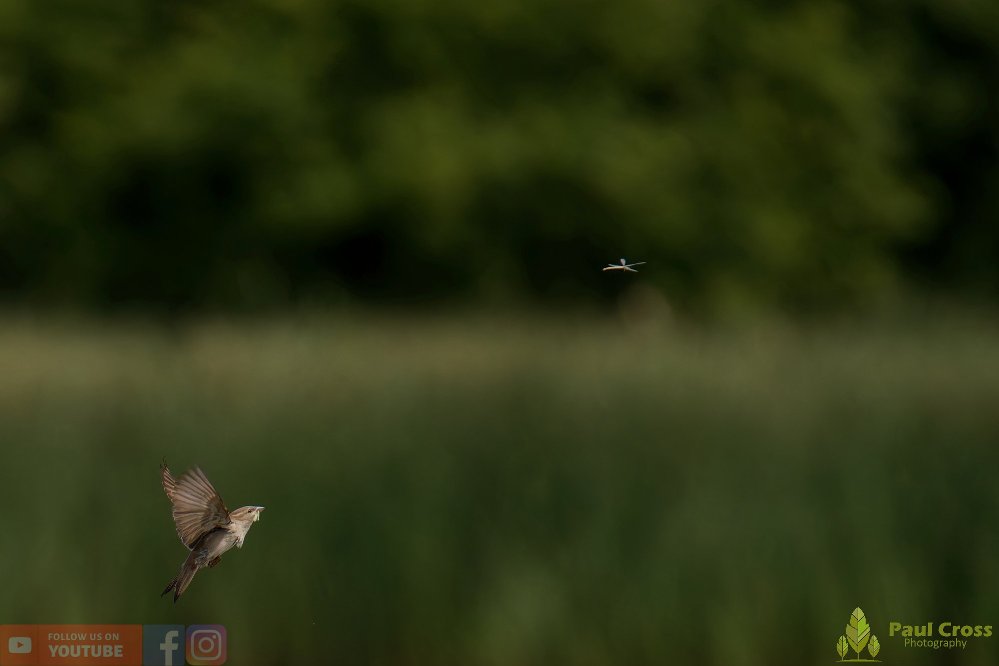 Sparrow-00166.jpg