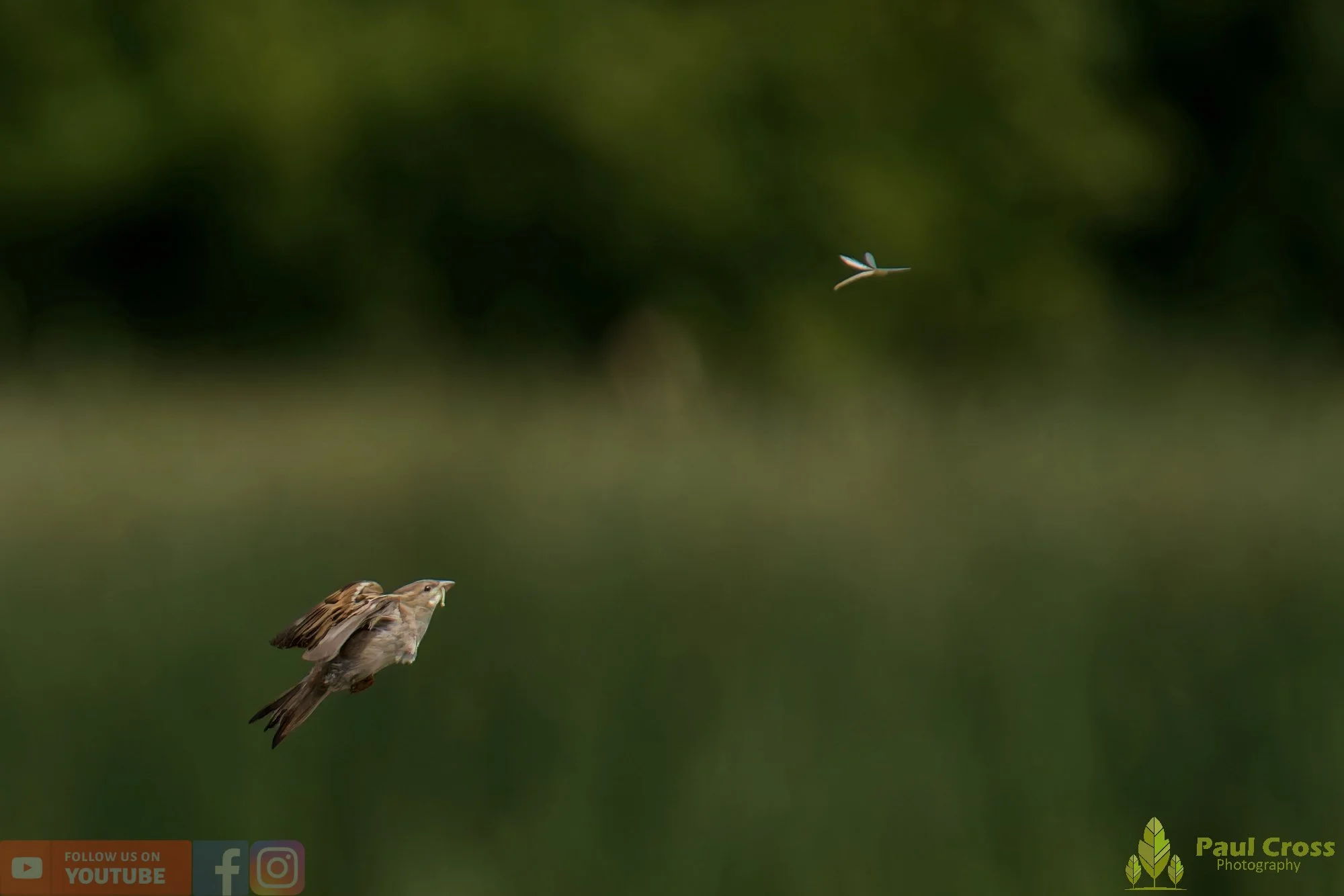 Sparrow-00167.jpg