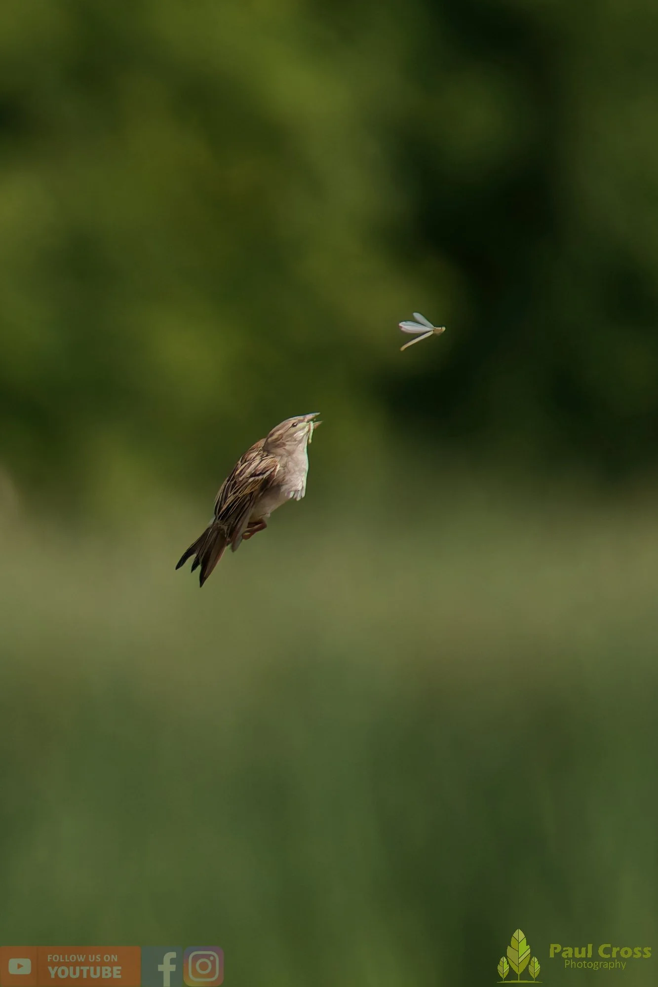 Sparrow-00168.jpg