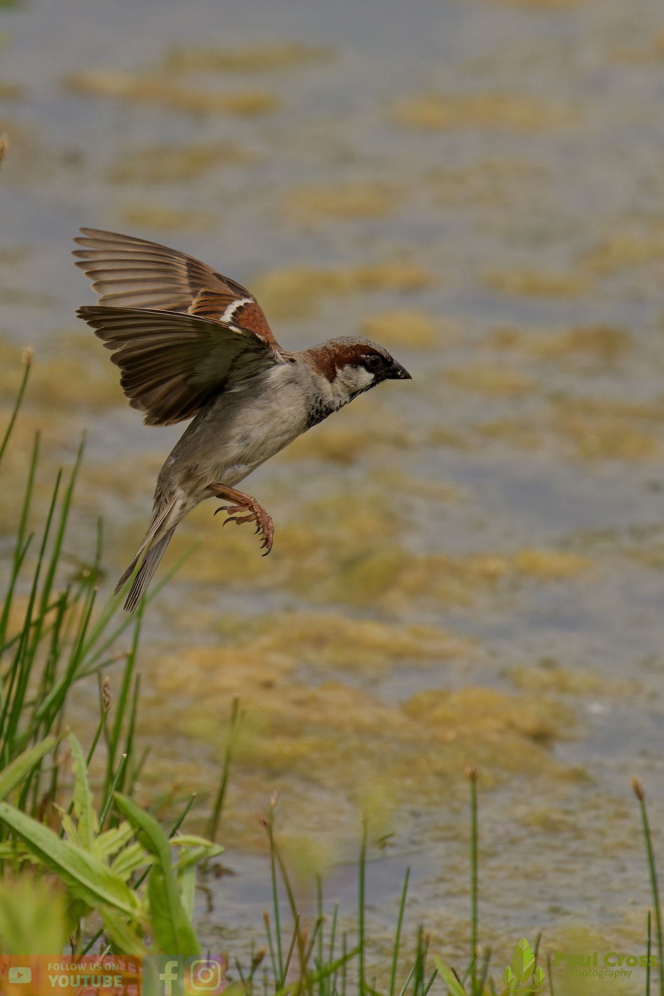 Sparrow-00169.jpg
