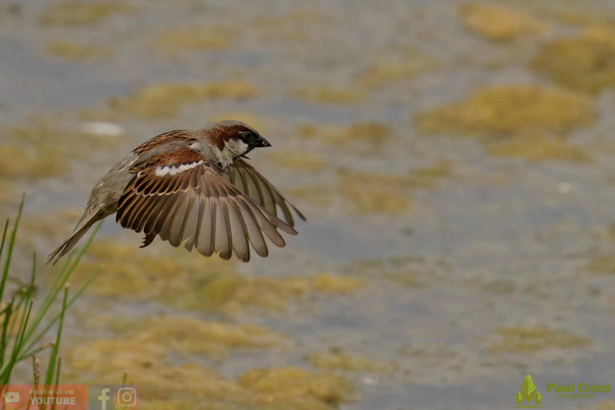 Sparrow-00170.jpg