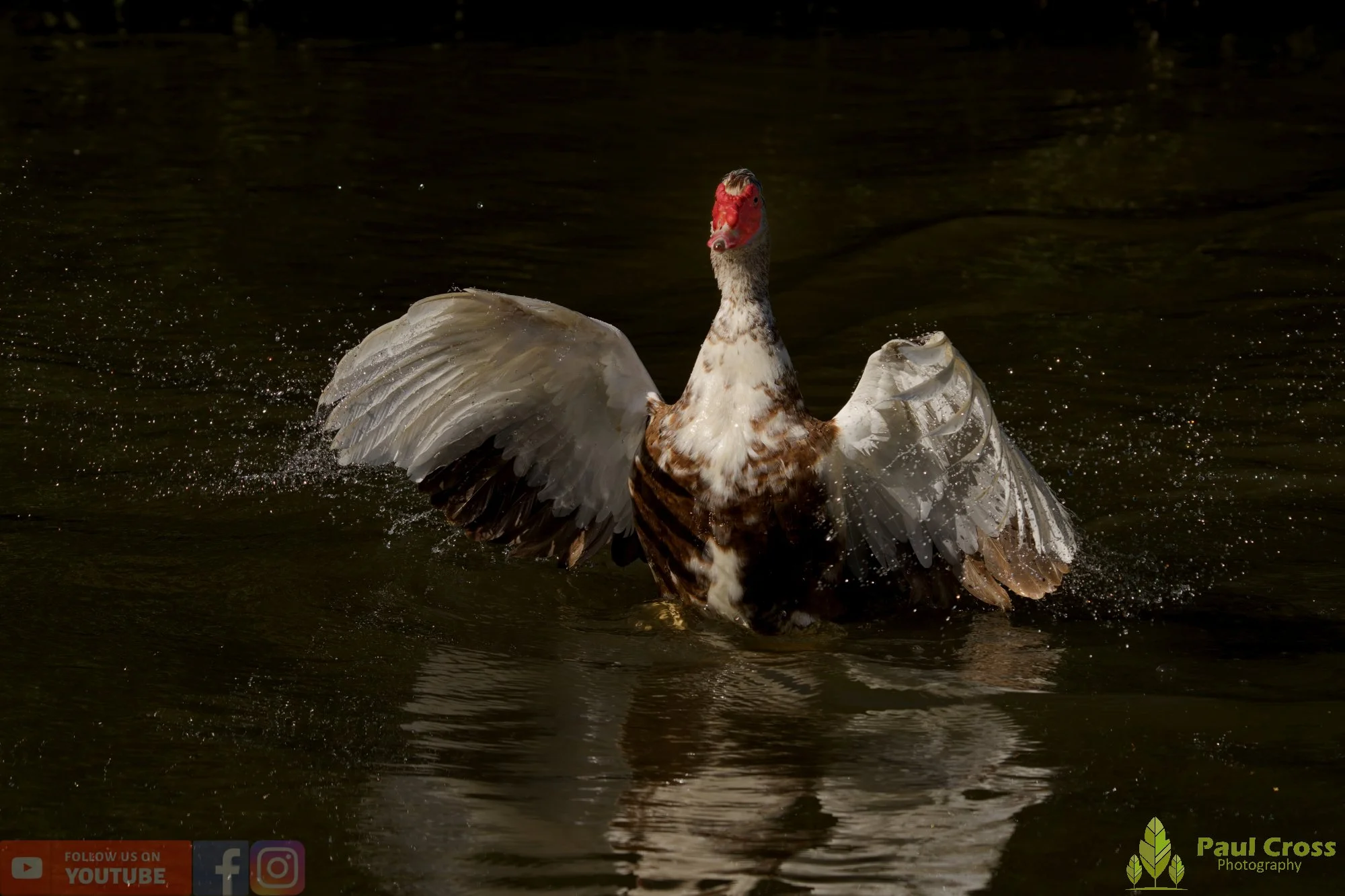 Muscovy Duck-00010.jpg