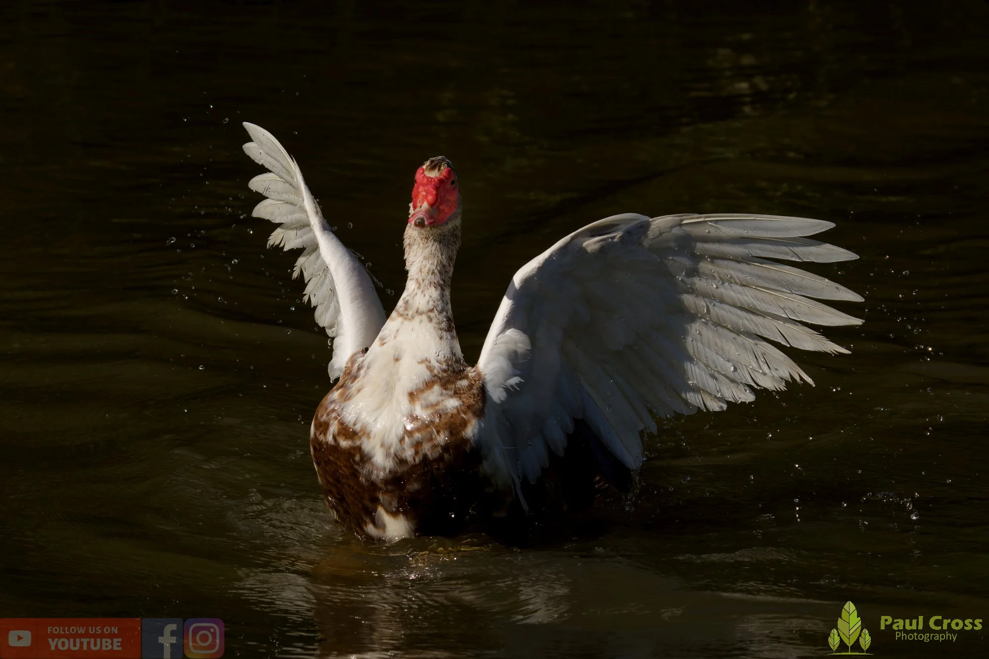 Muscovy Duck-00009.jpg