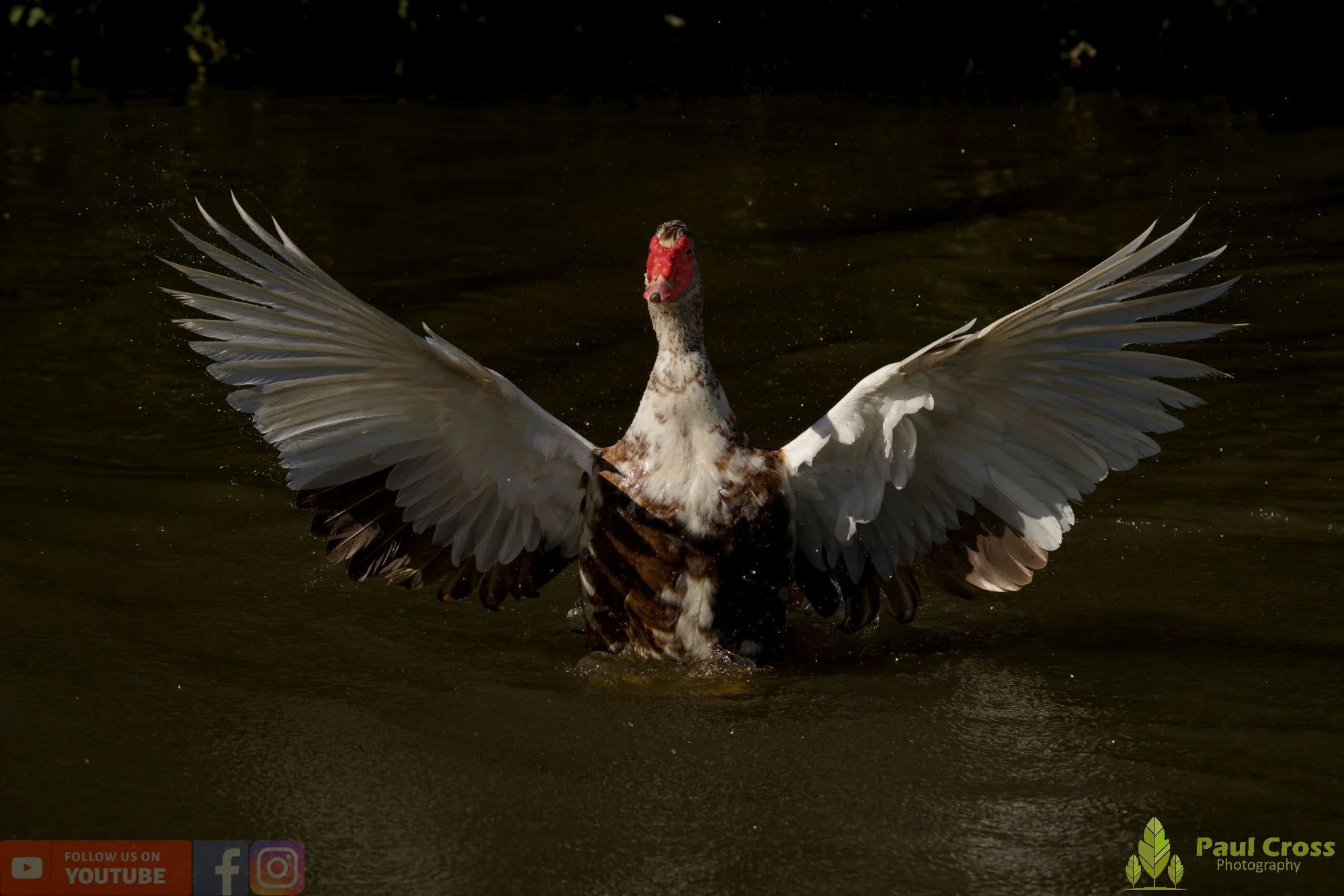 Muscovy Duck-00011.jpg