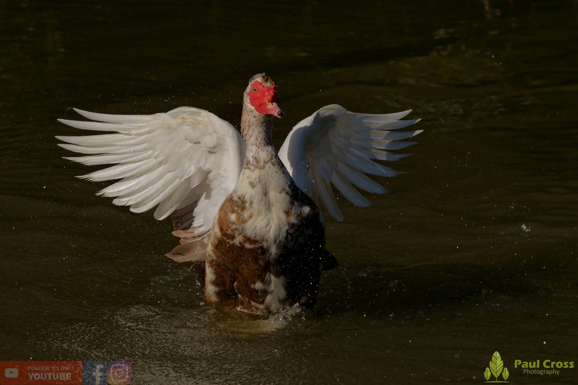 Muscovy Duck-00012.jpg