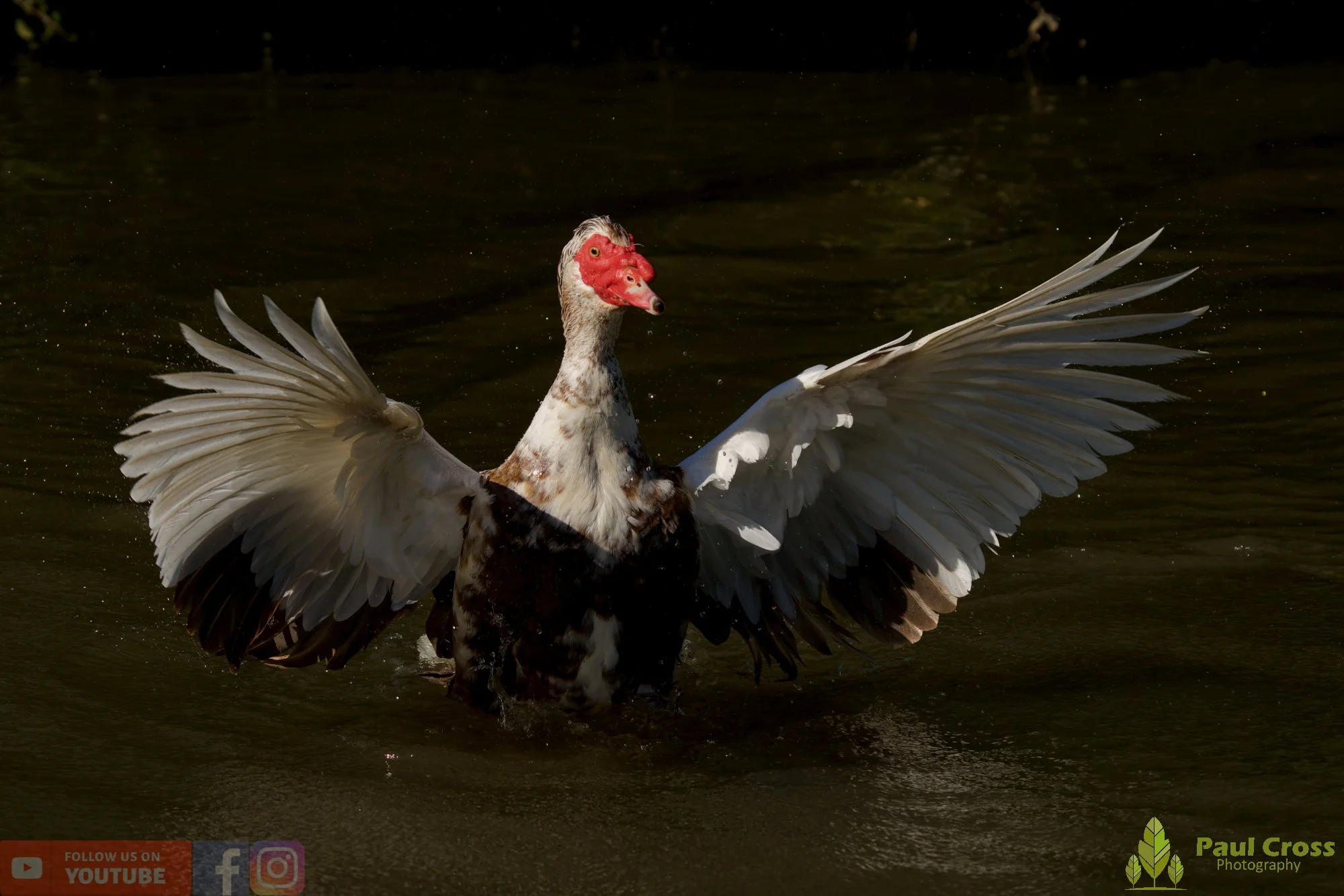 Muscovy Duck-00013.jpg