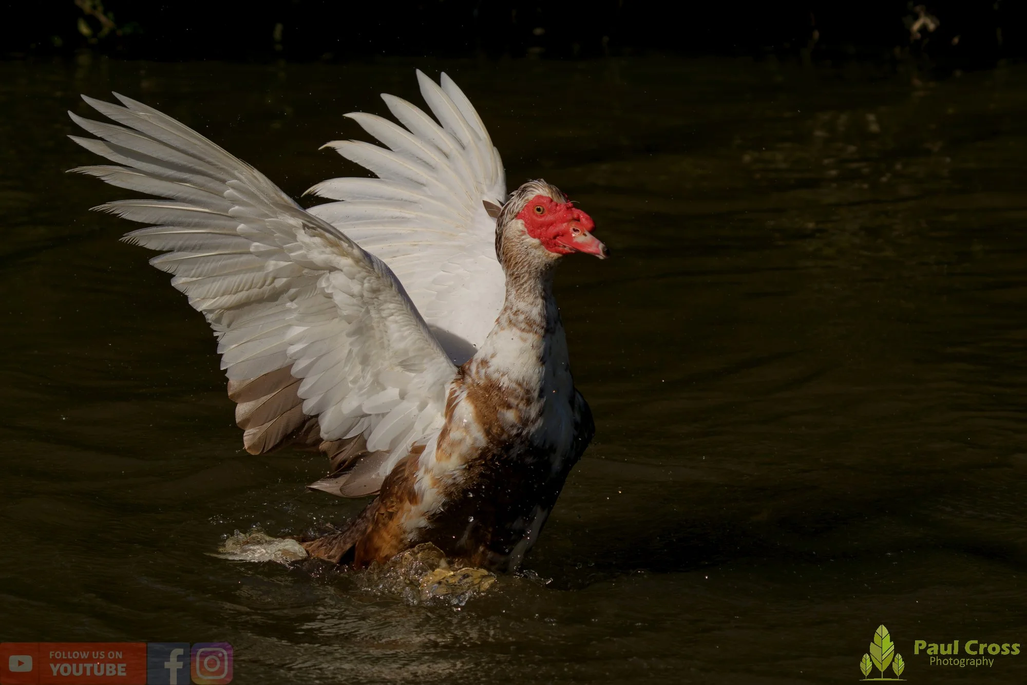 Muscovy Duck-00014.jpg