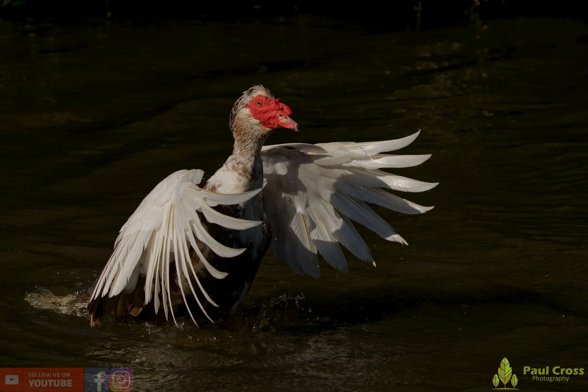 Muscovy Duck-00015.jpg