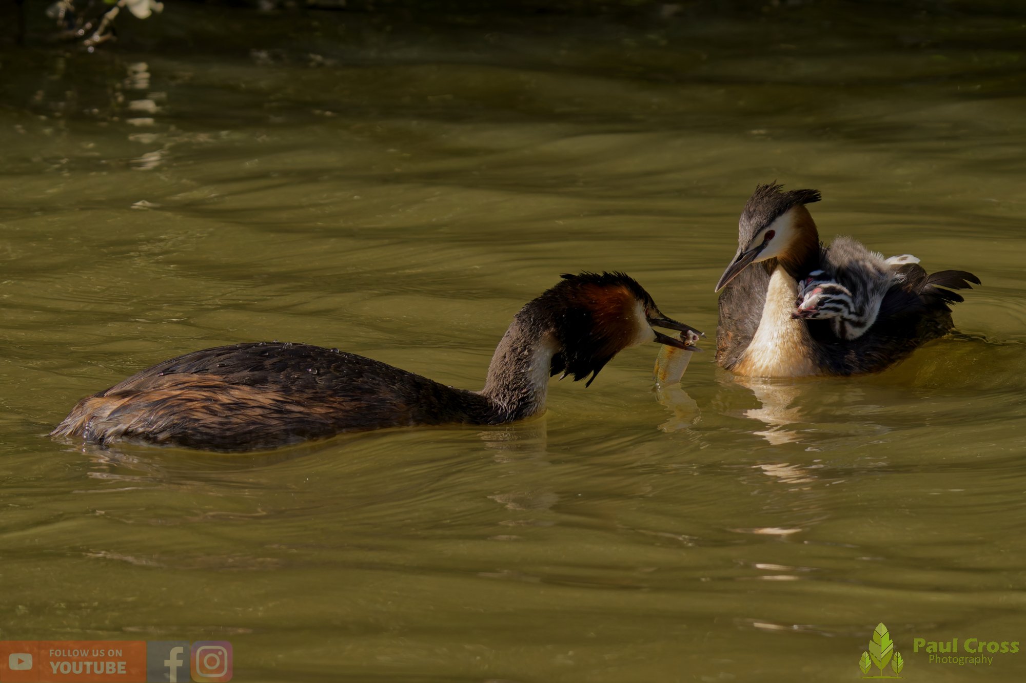 Great Crested Grebe-01172.jpg