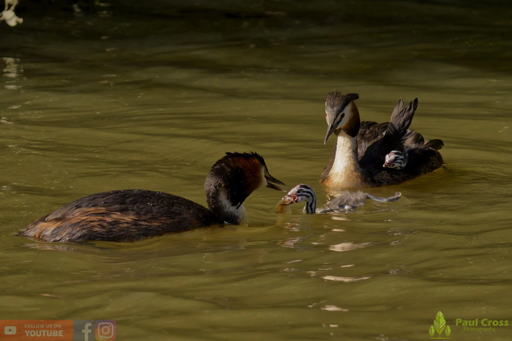 Great Crested Grebe-01173.jpg