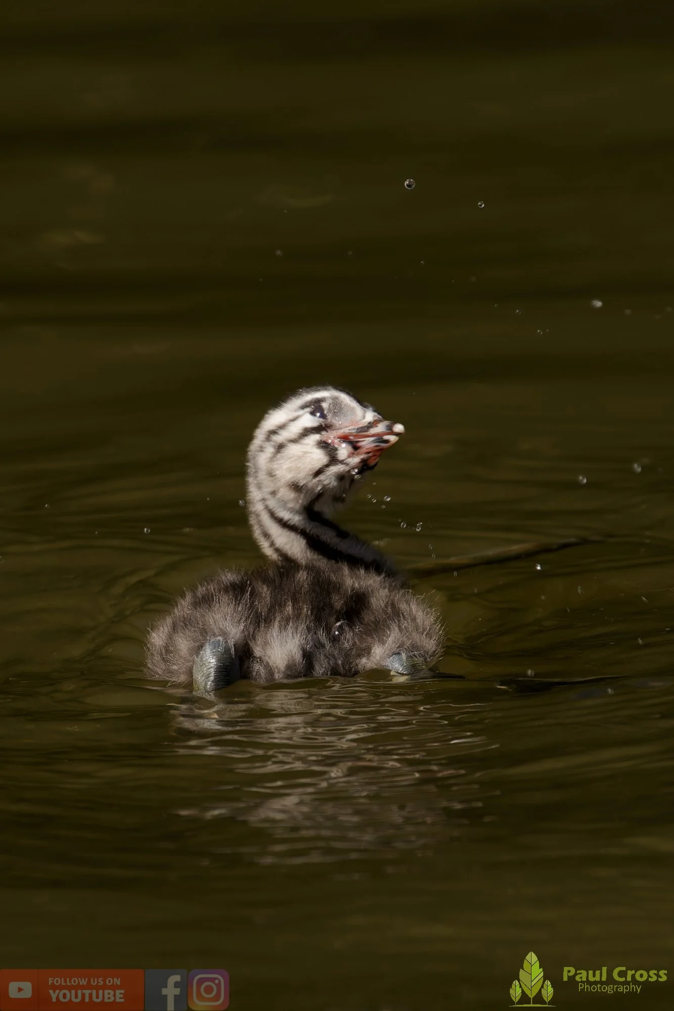 Great Crested Grebe-01174.jpg