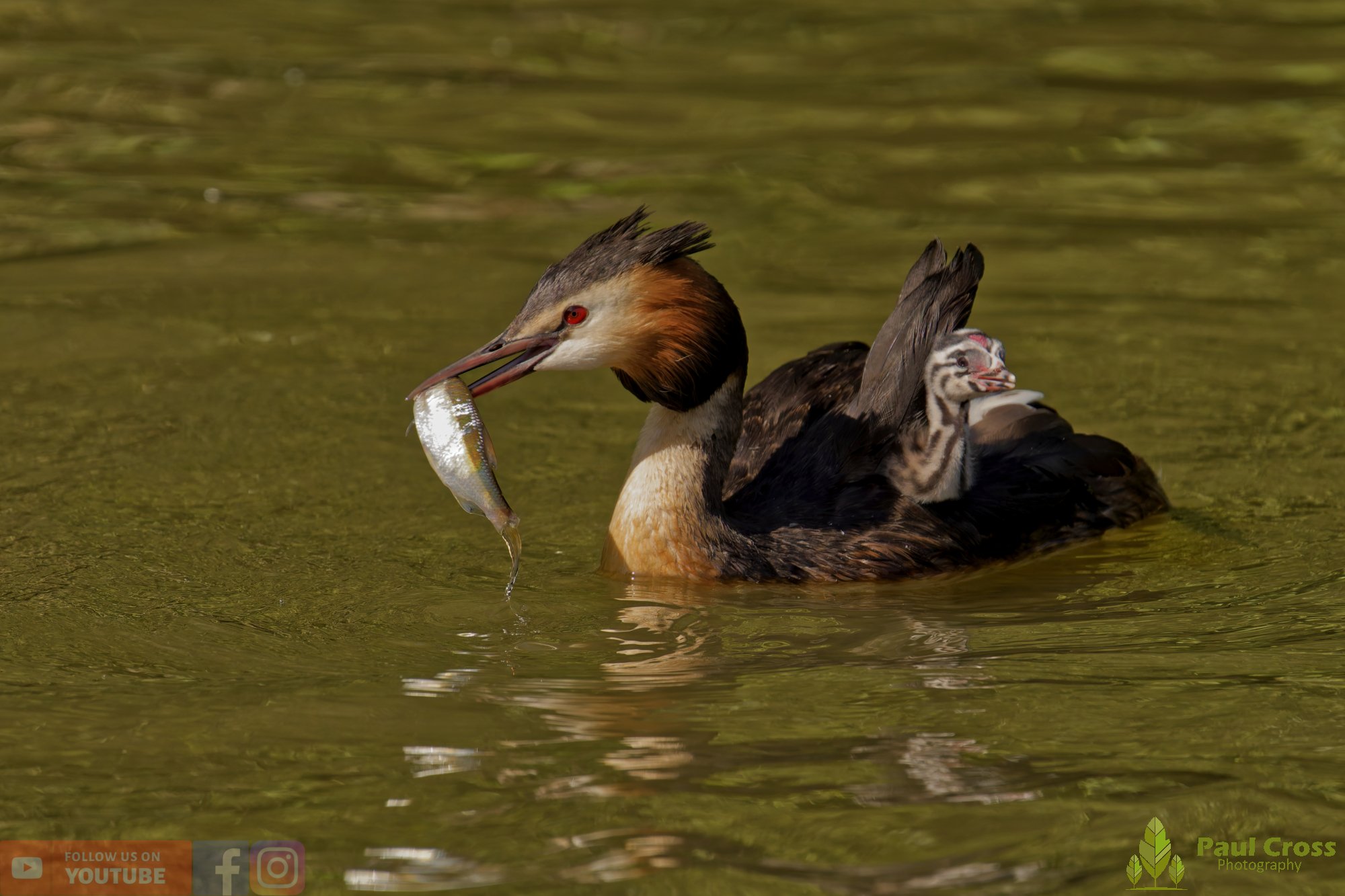 Great Crested Grebe-01175.jpg