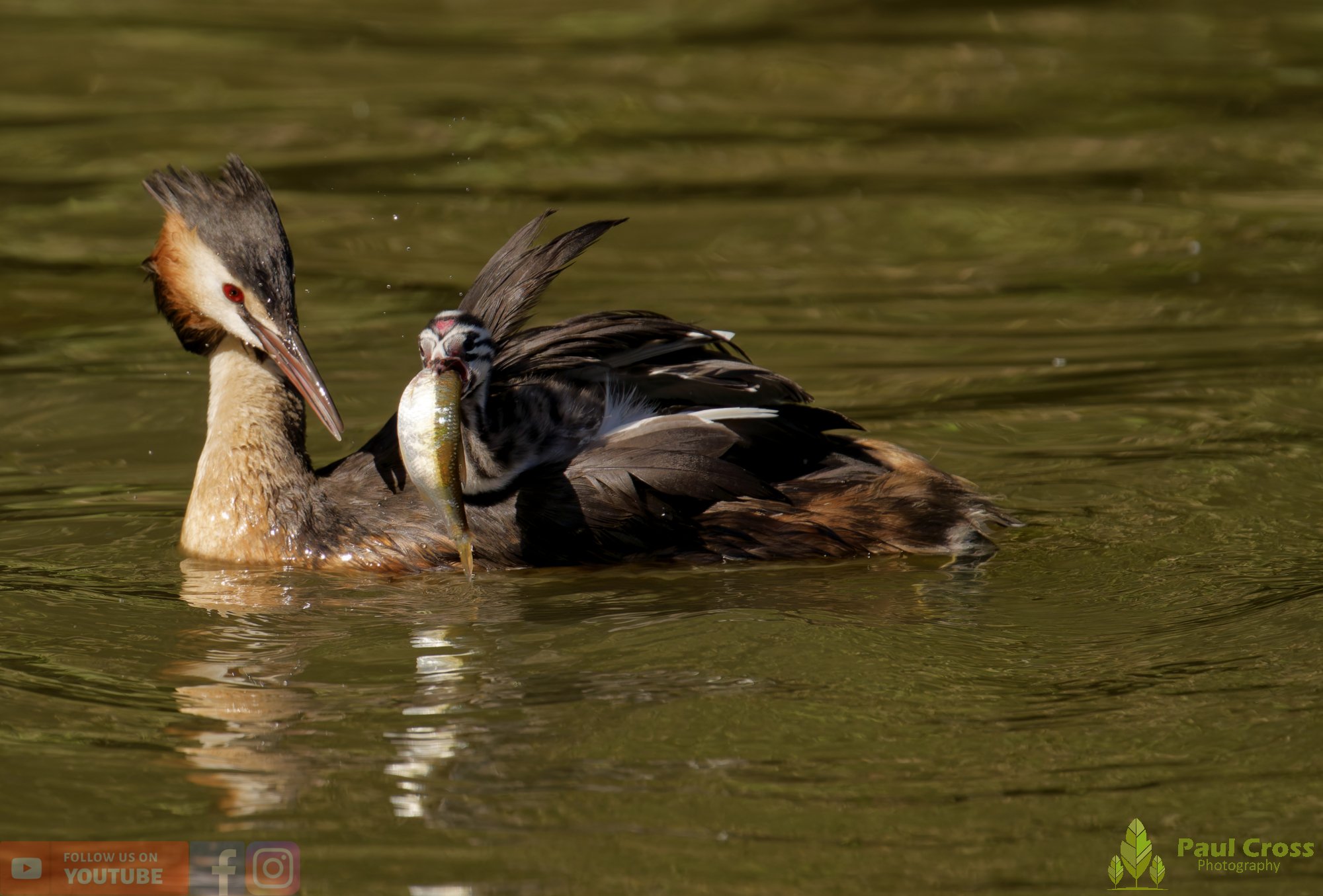 Great Crested Grebe-01176.jpg