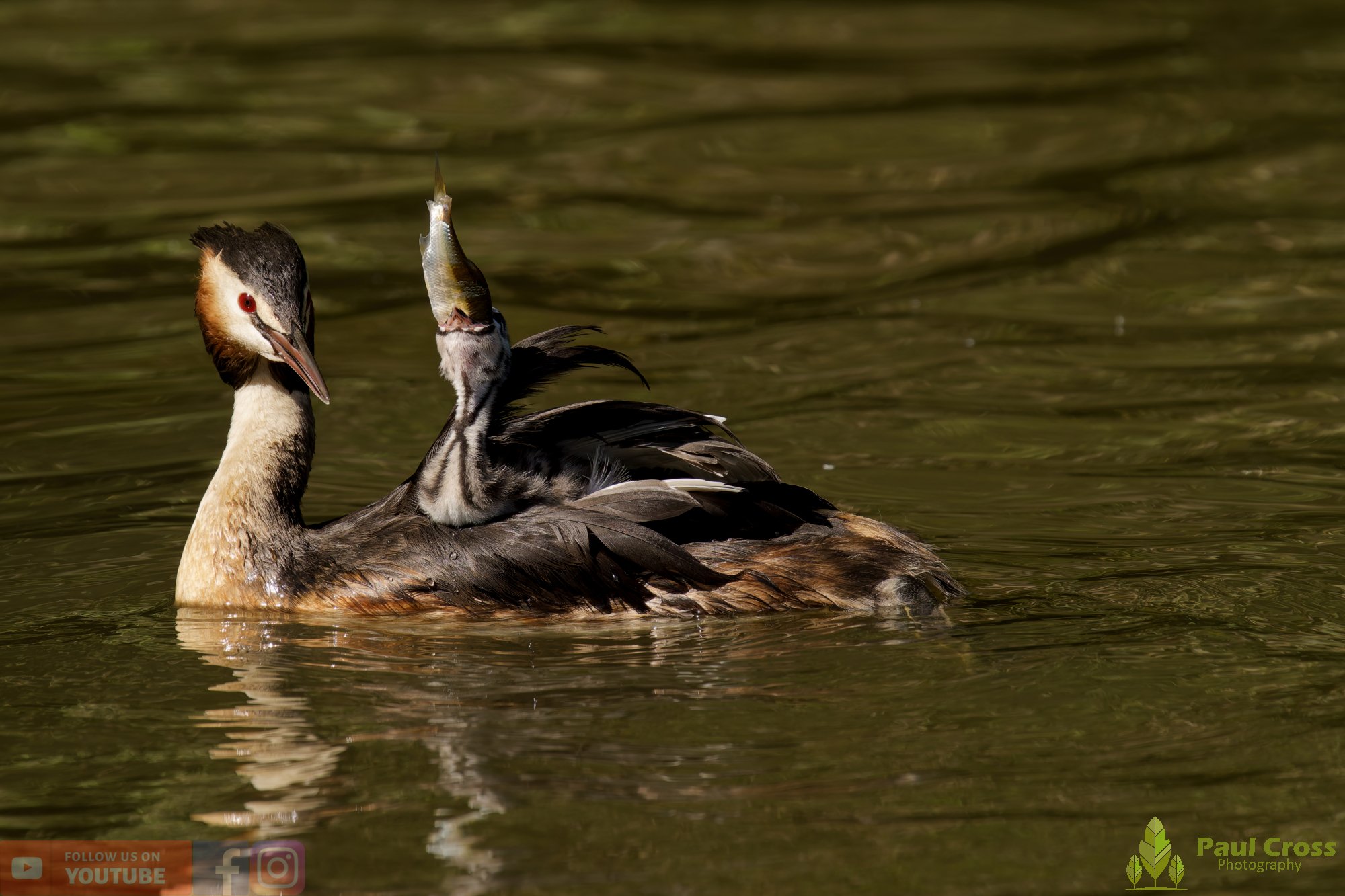 Great Crested Grebe-01177.jpg