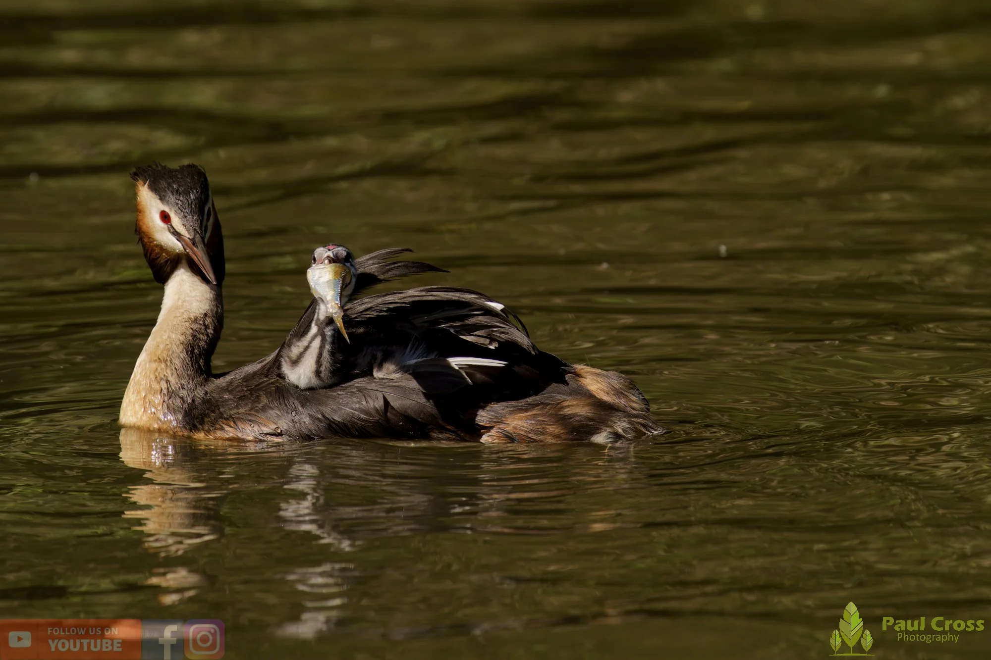 Great Crested Grebe-01178.jpg