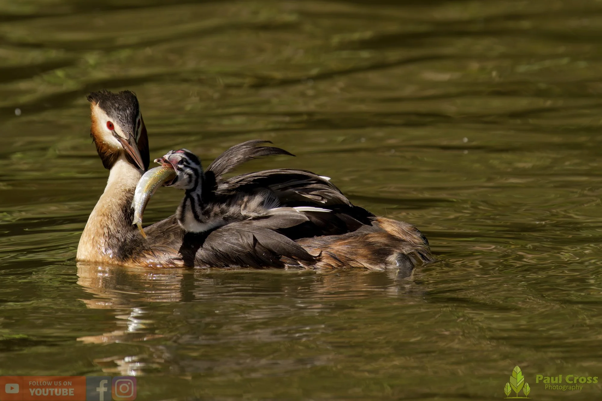 Great Crested Grebe-01179.jpg