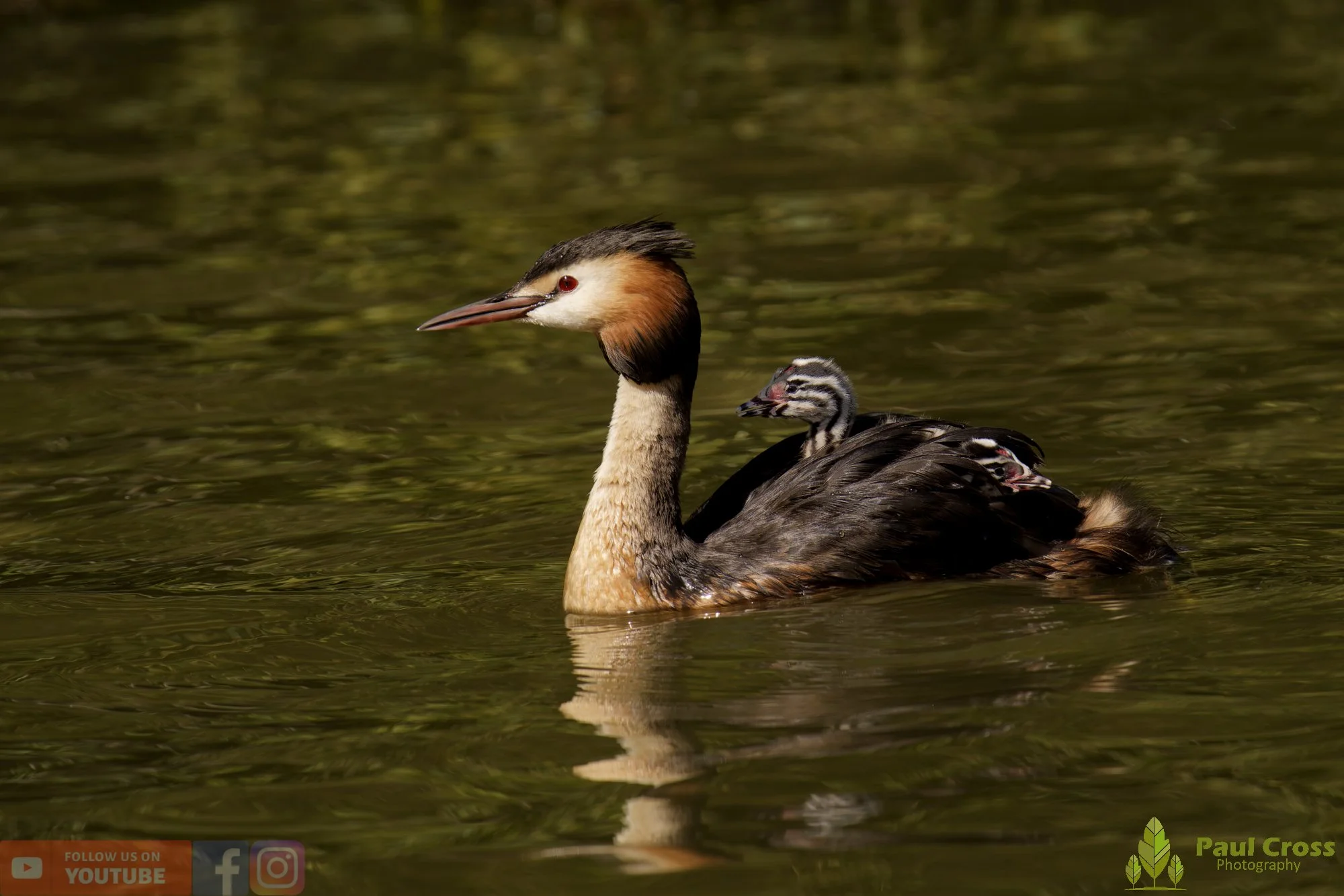 Great Crested Grebe-01180.jpg
