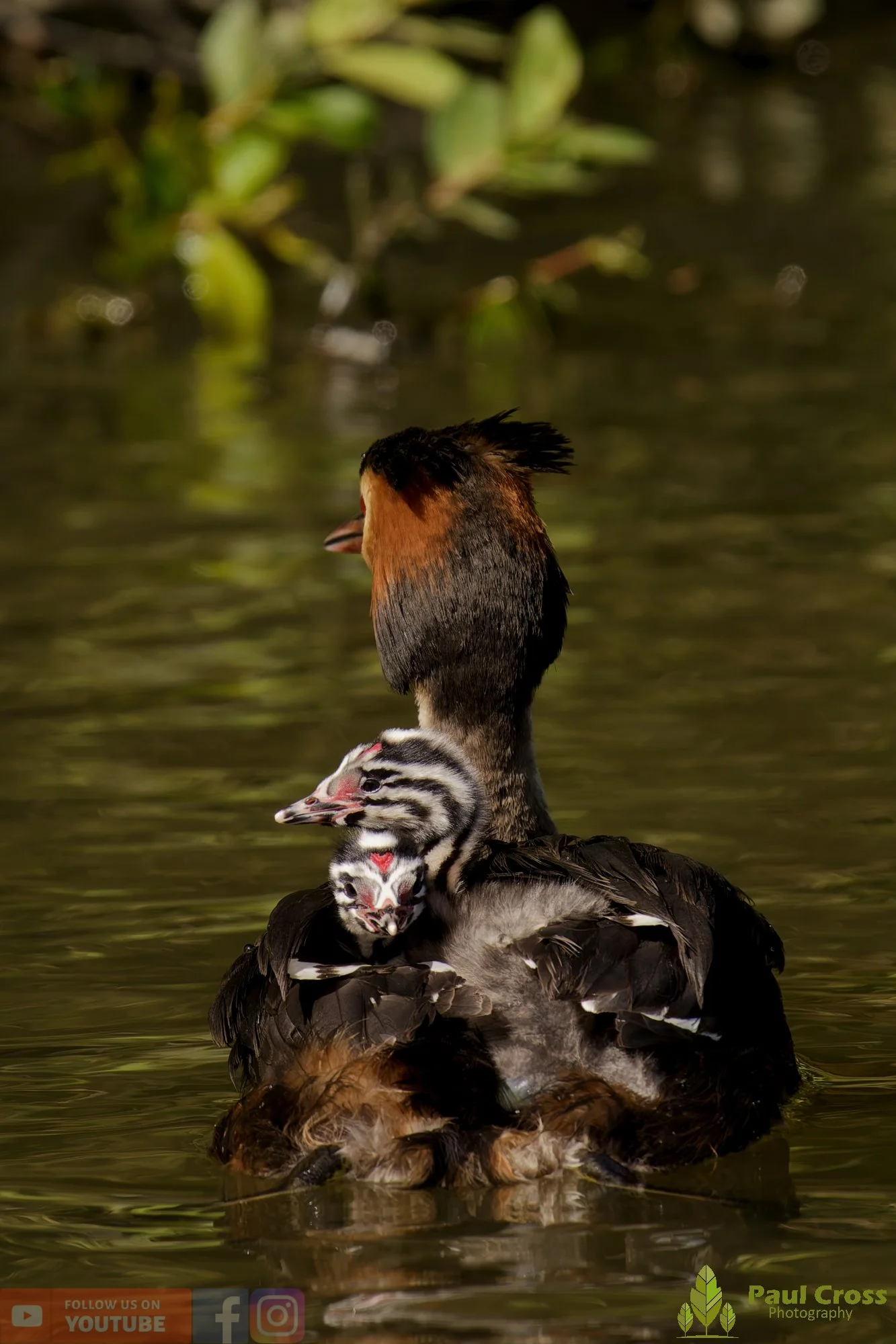 Great Crested Grebe-01181.jpg