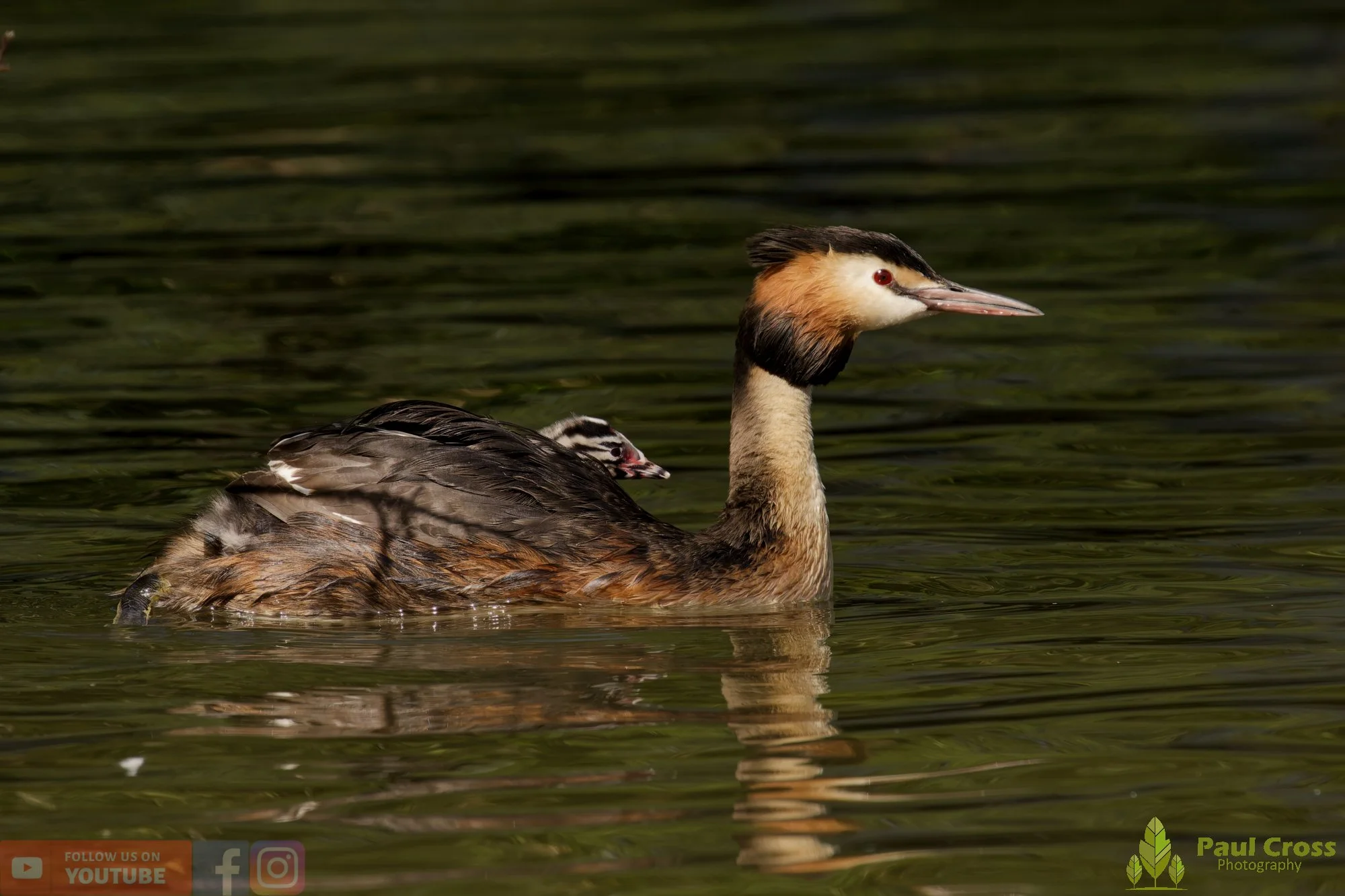 Great Crested Grebe-01182.jpg