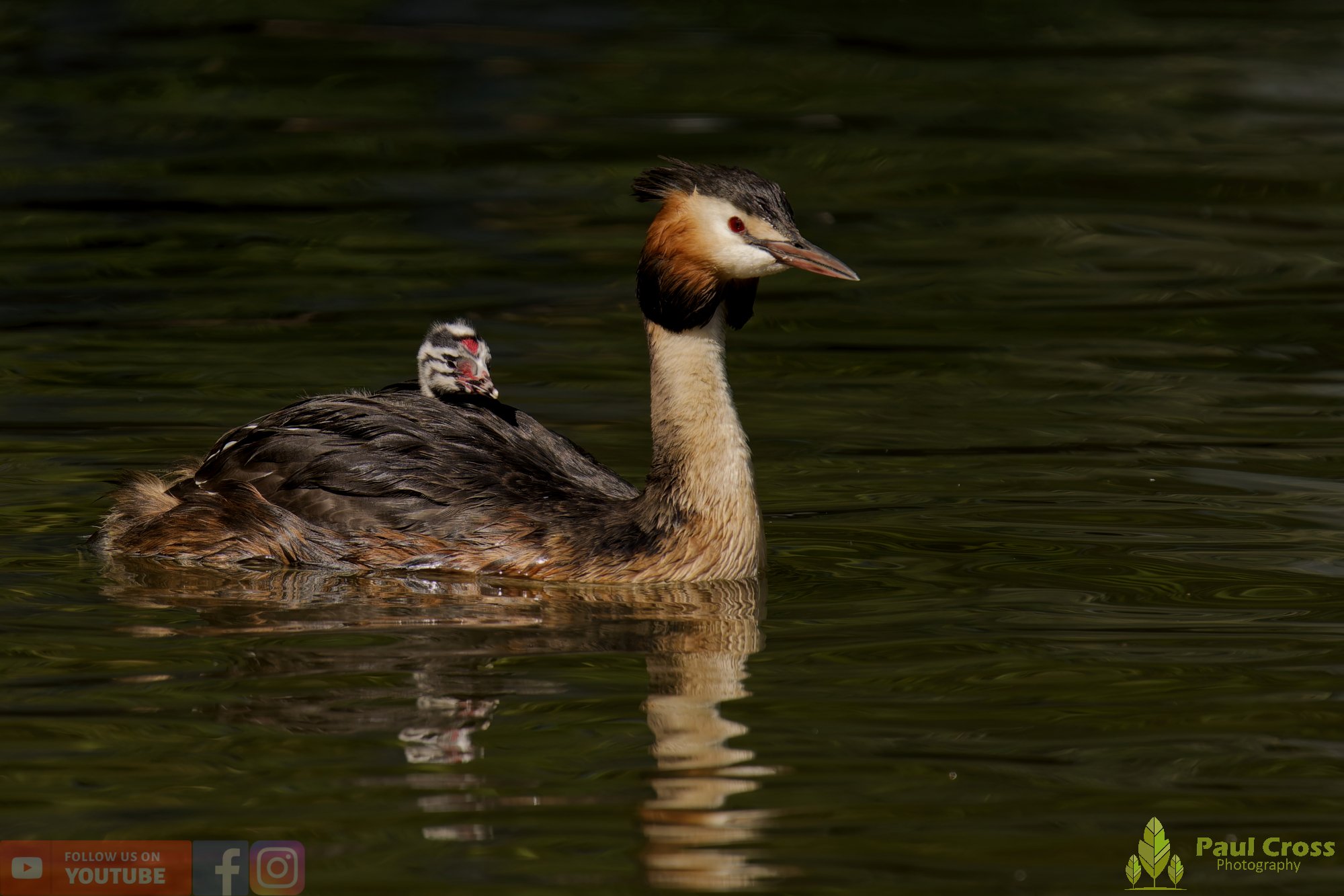 Great Crested Grebe-01183.jpg