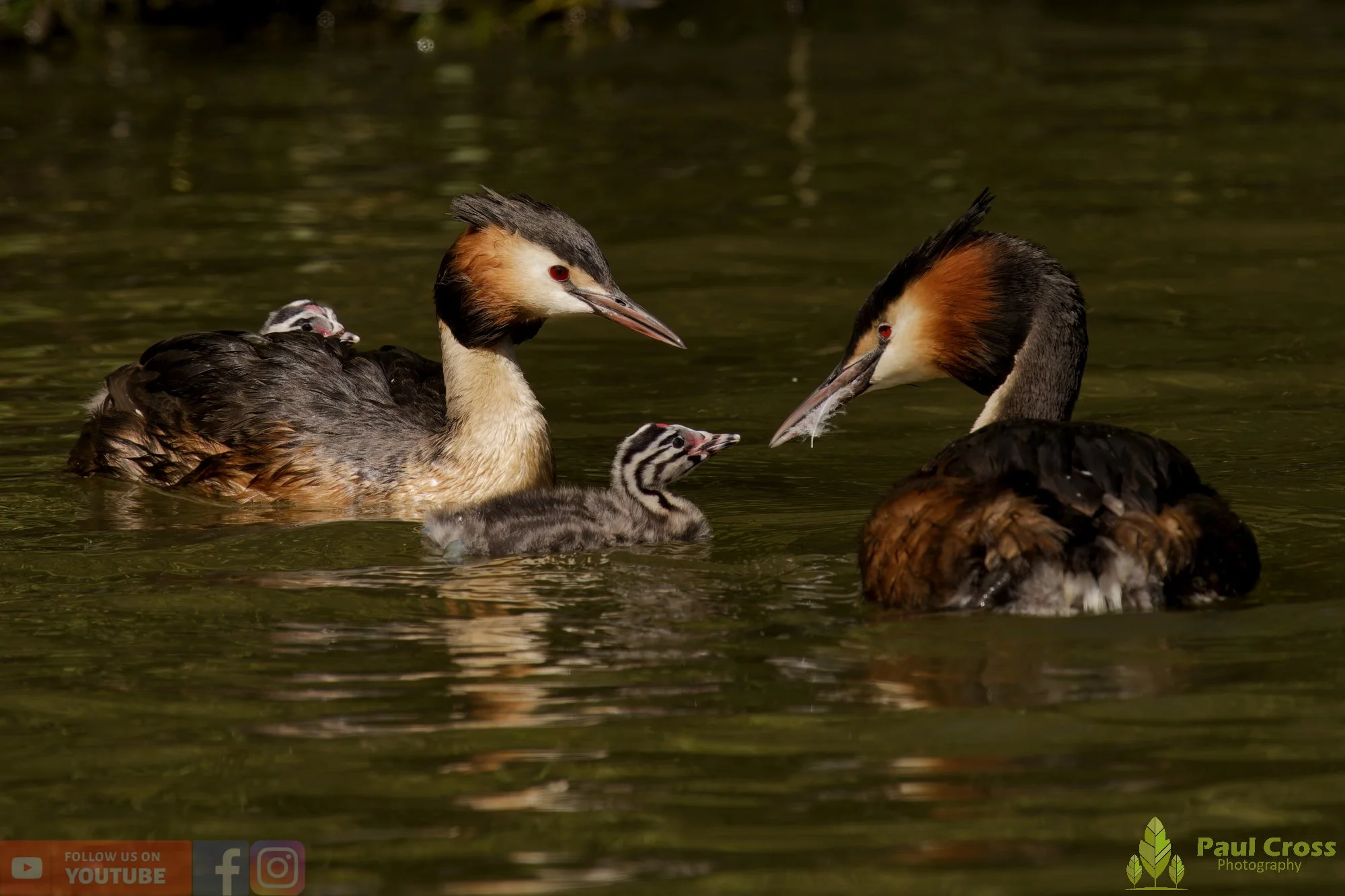 Great Crested Grebe-01184.jpg