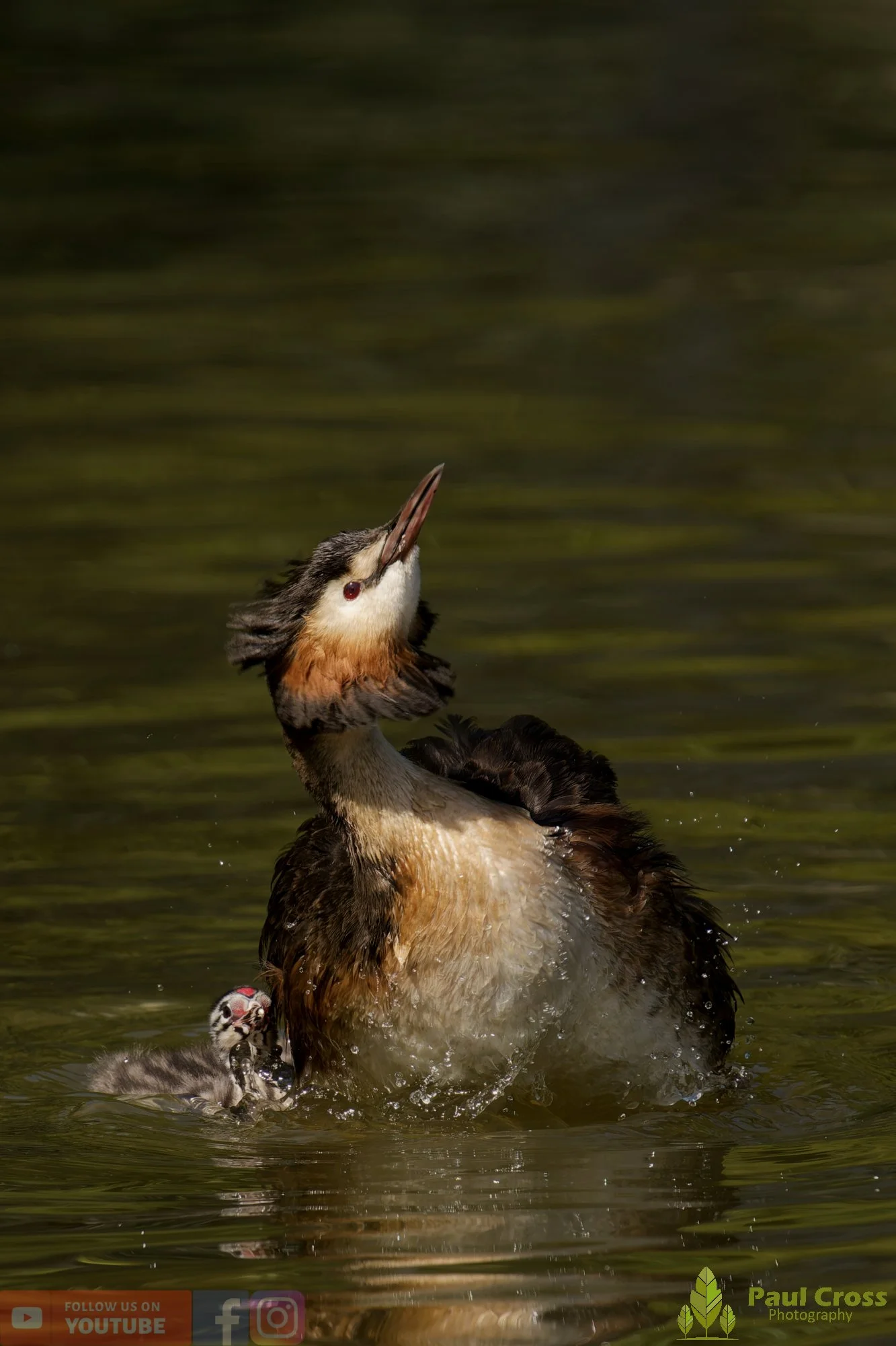 Great Crested Grebe-01185.jpg