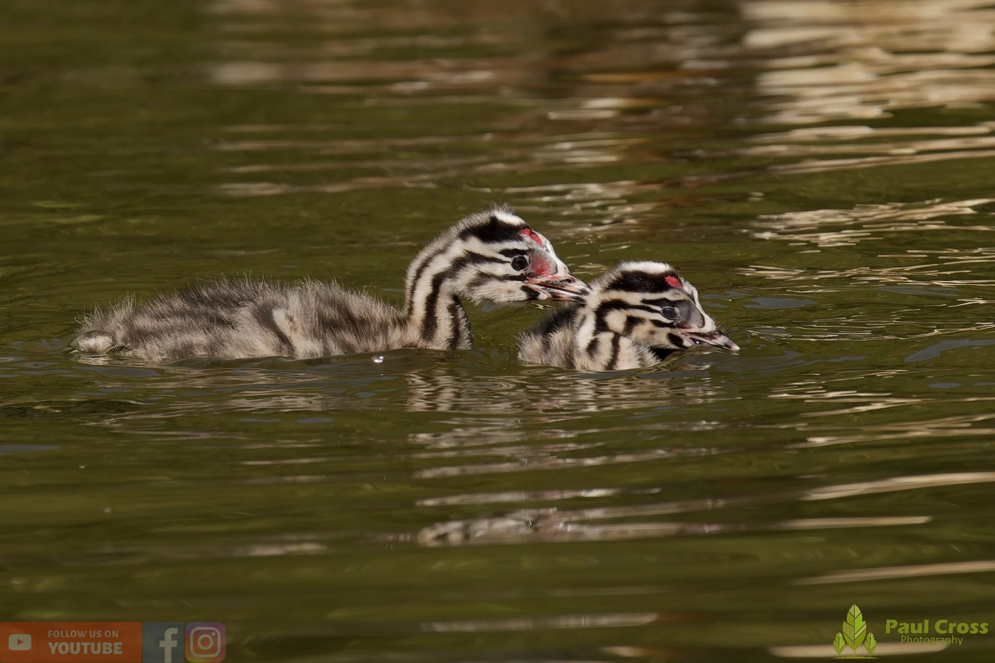 Great Crested Grebe-01186.jpg
