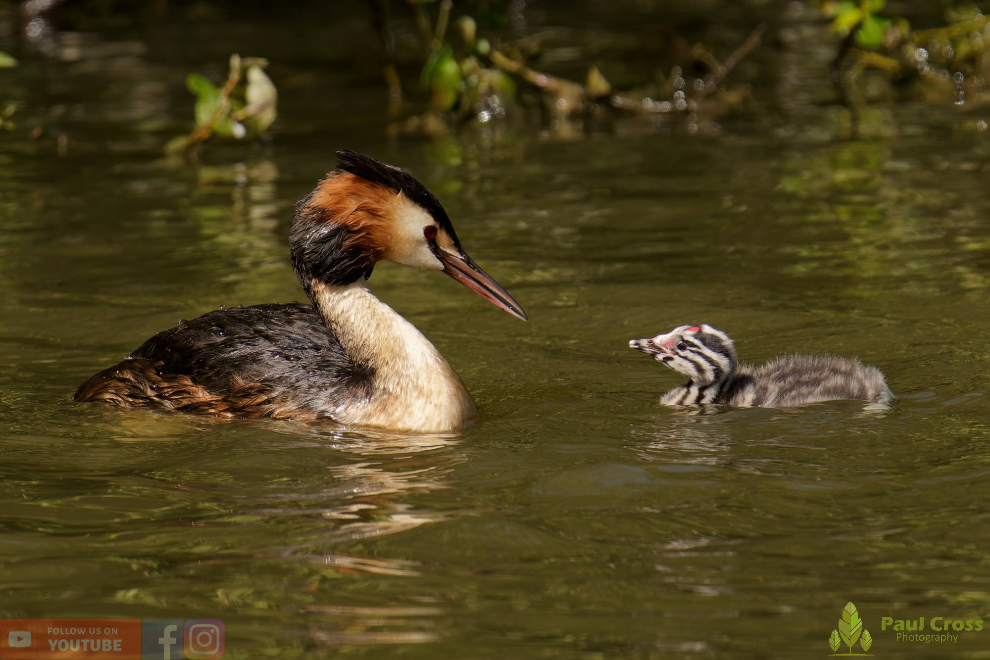 Great Crested Grebe-01187.jpg