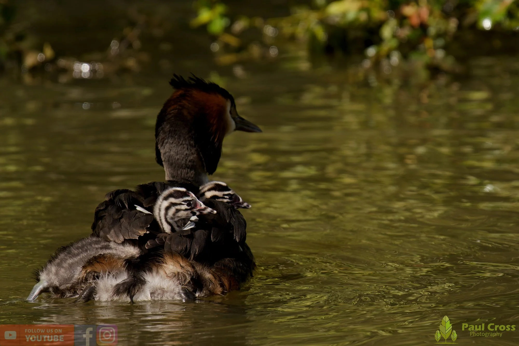 Great Crested Grebe-01188.jpg