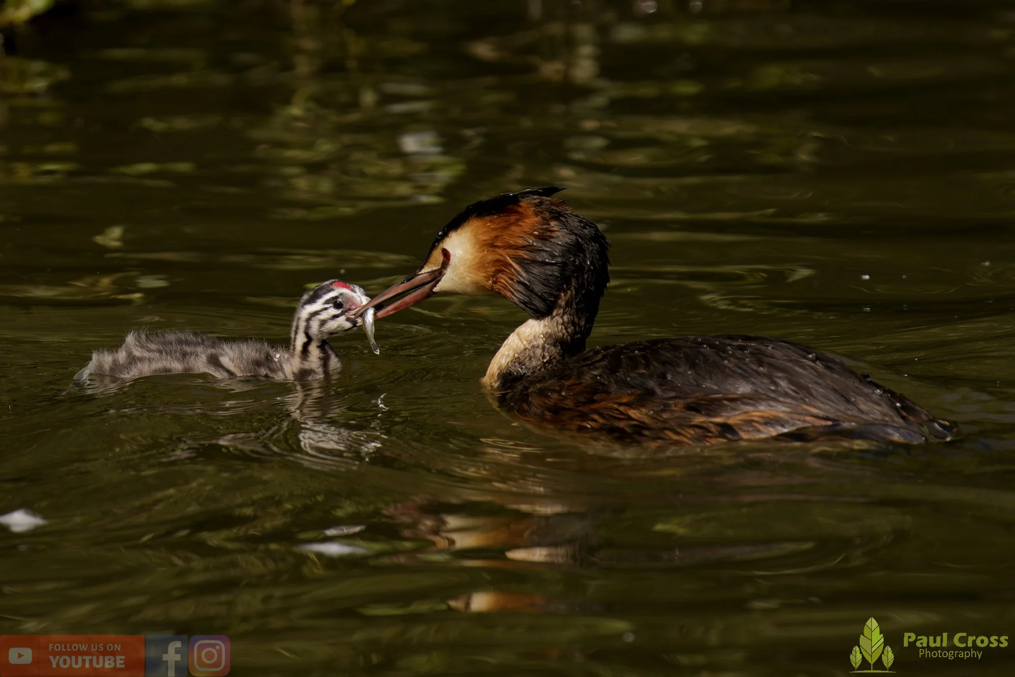 Great Crested Grebe-01189.jpg