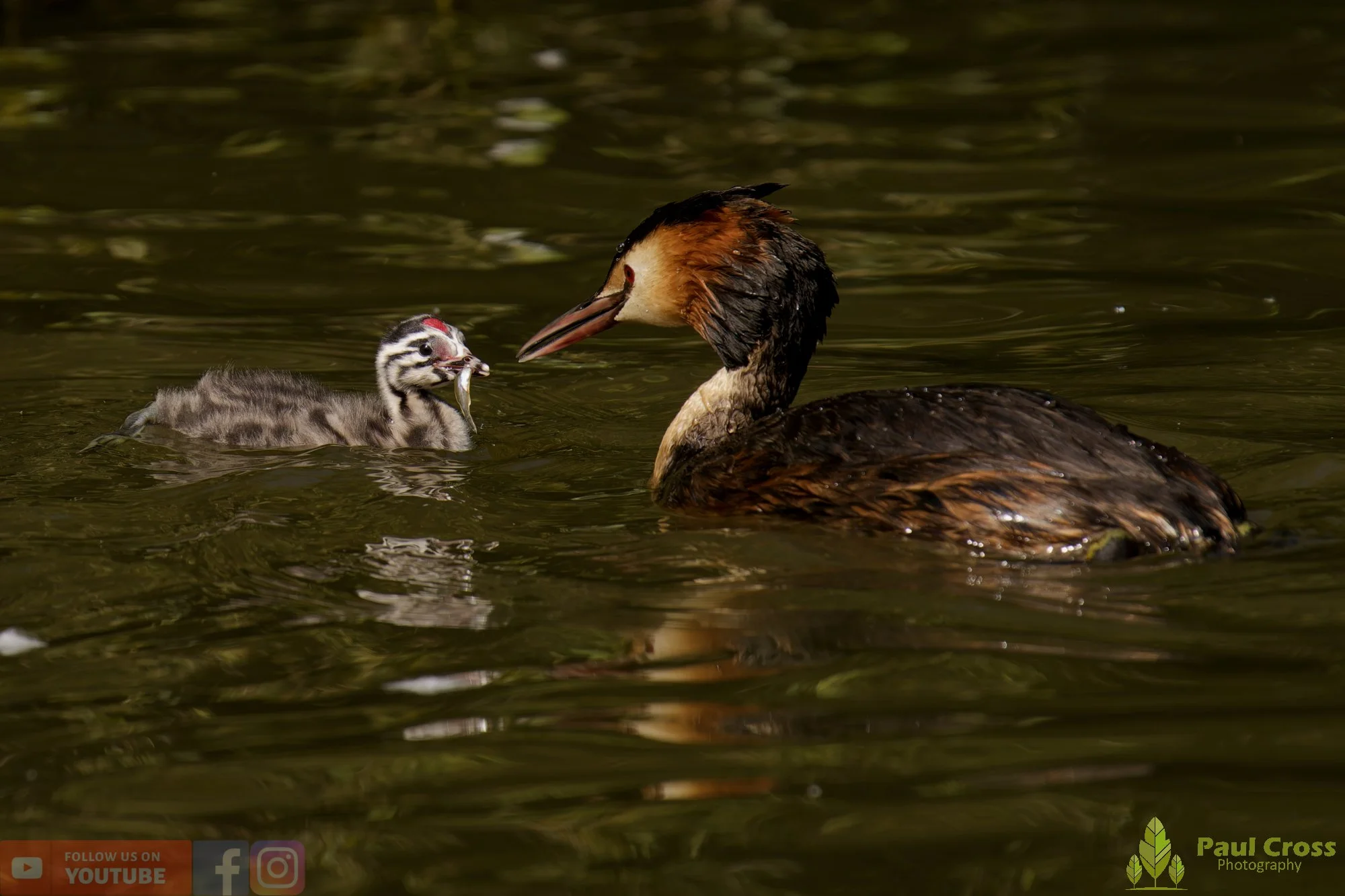 Great Crested Grebe-01190.jpg