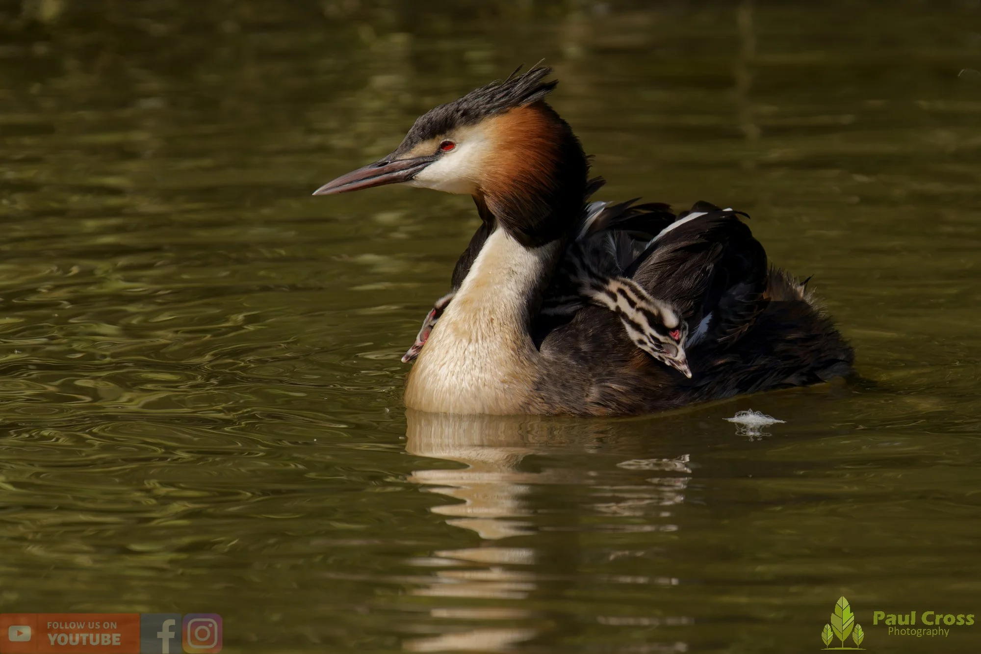 Great Crested Grebe-01191.jpg