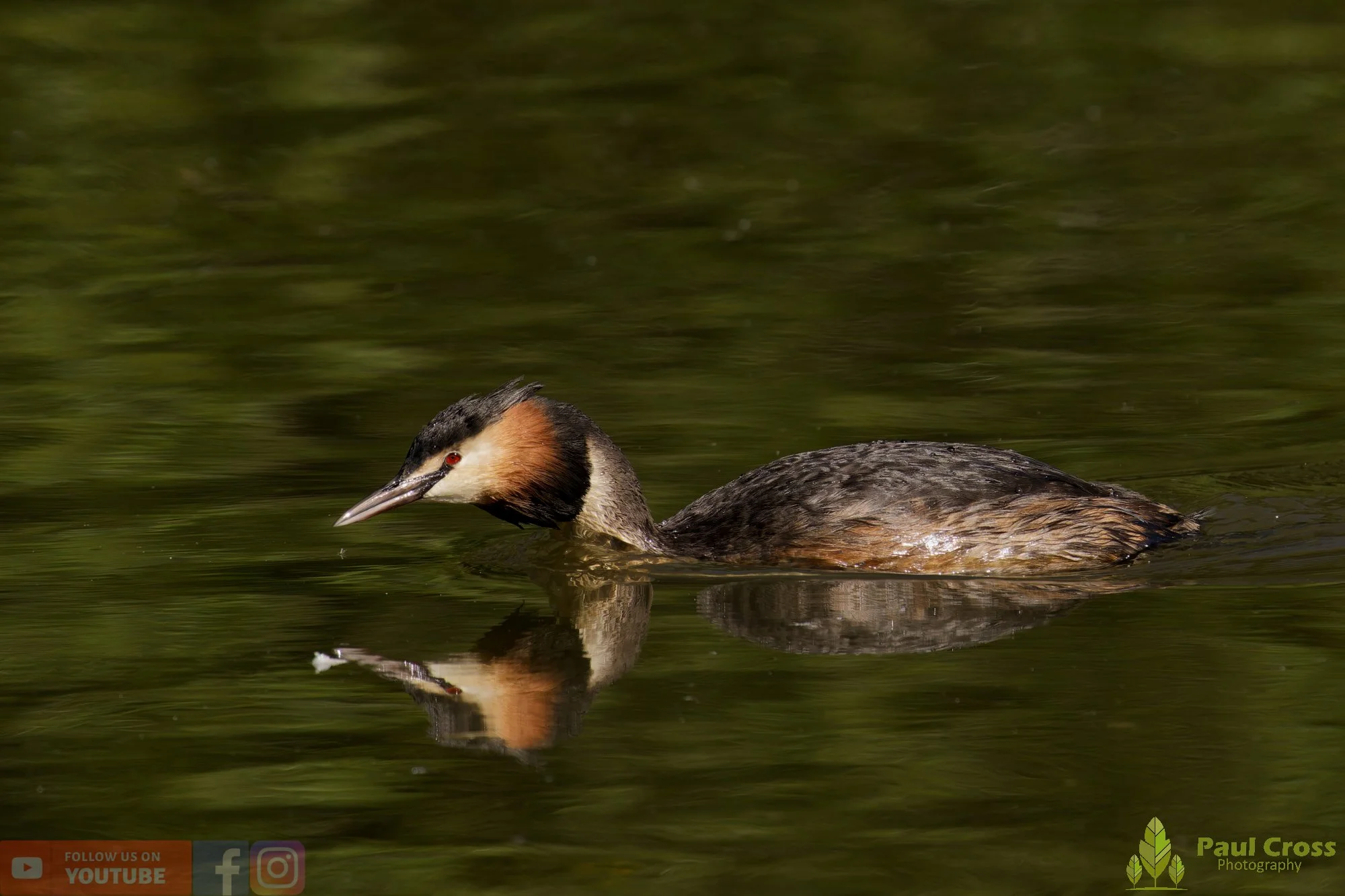 Great Crested Grebe-01195.jpg