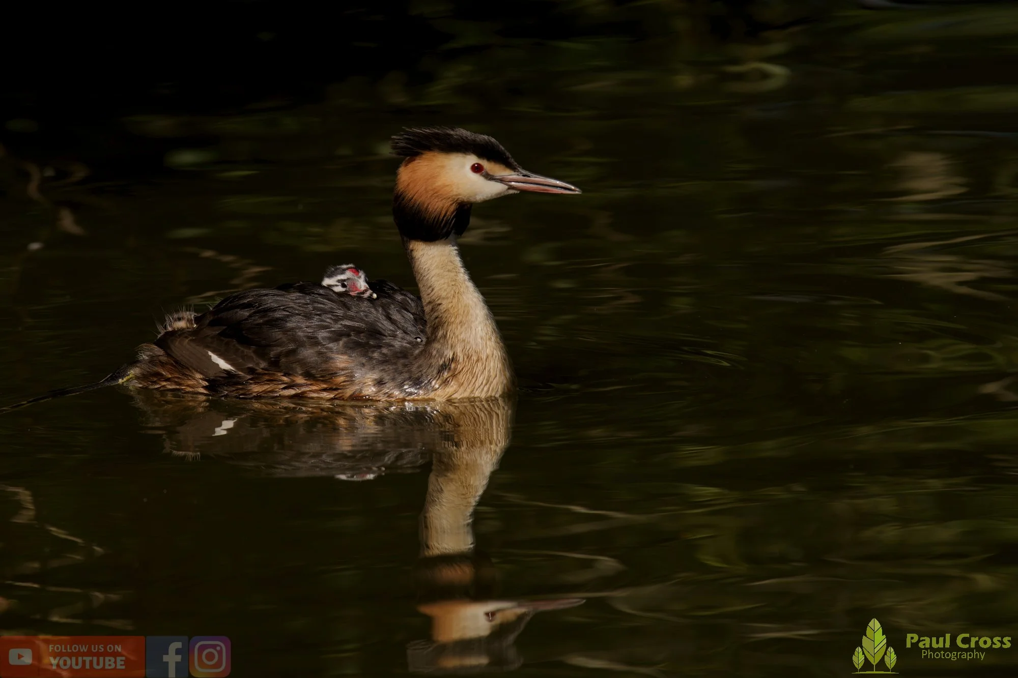 Great Crested Grebe-01196.jpg