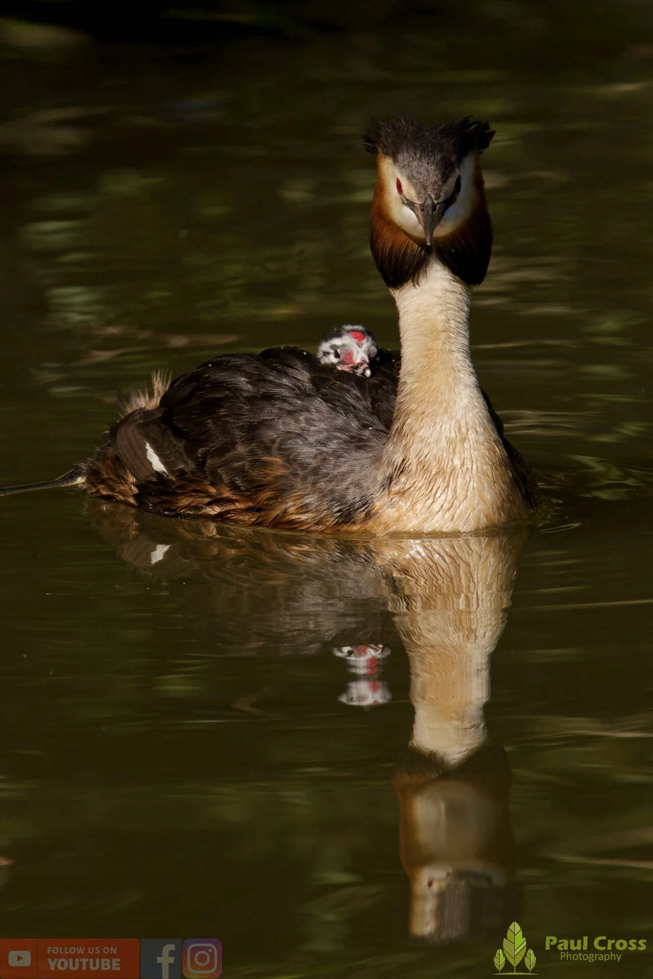 Great Crested Grebe-01197.jpg