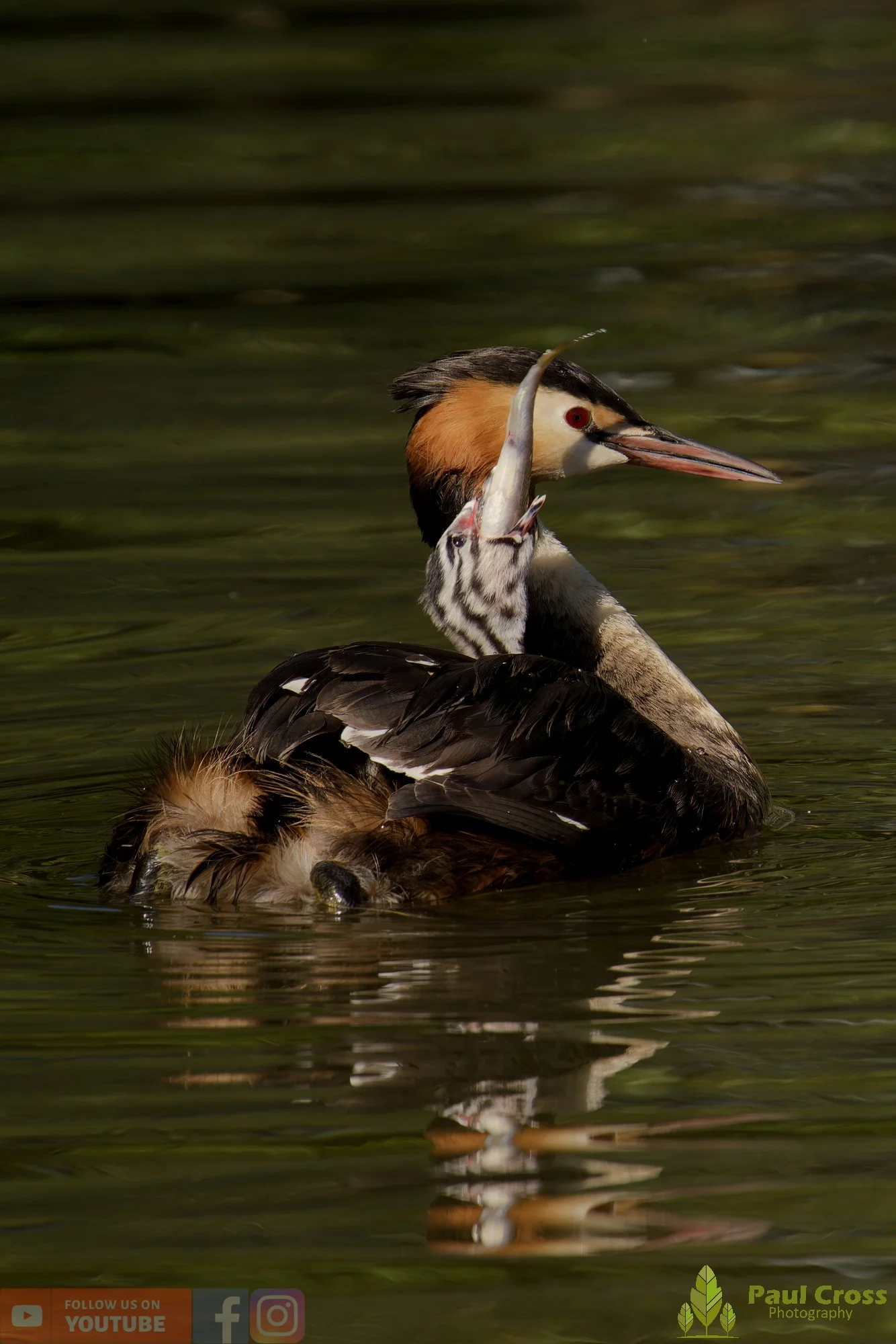 Great Crested Grebe-01198.jpg