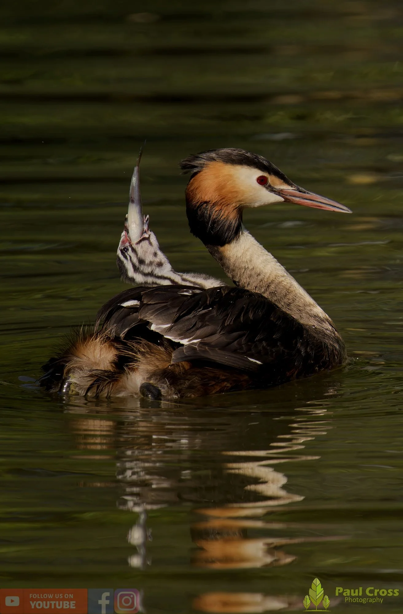 Great Crested Grebe-01199.jpg