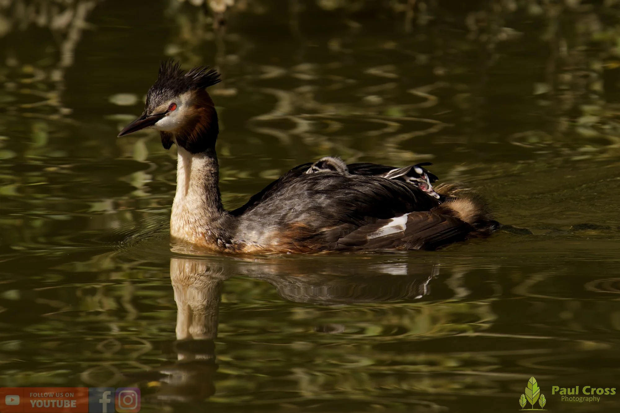 Great Crested Grebe-01200.jpg