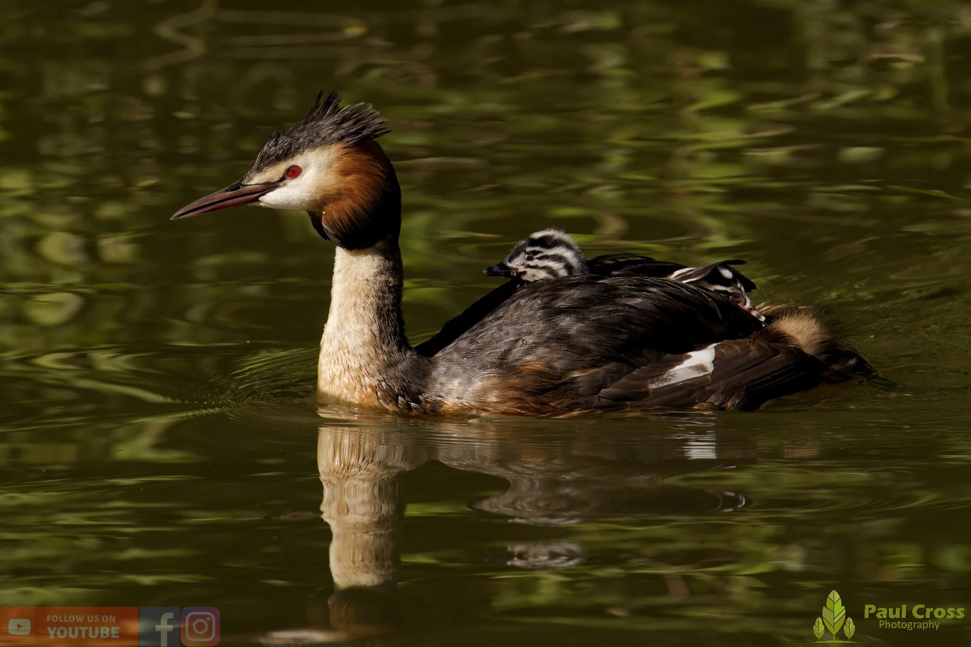 Great Crested Grebe-01201.jpg