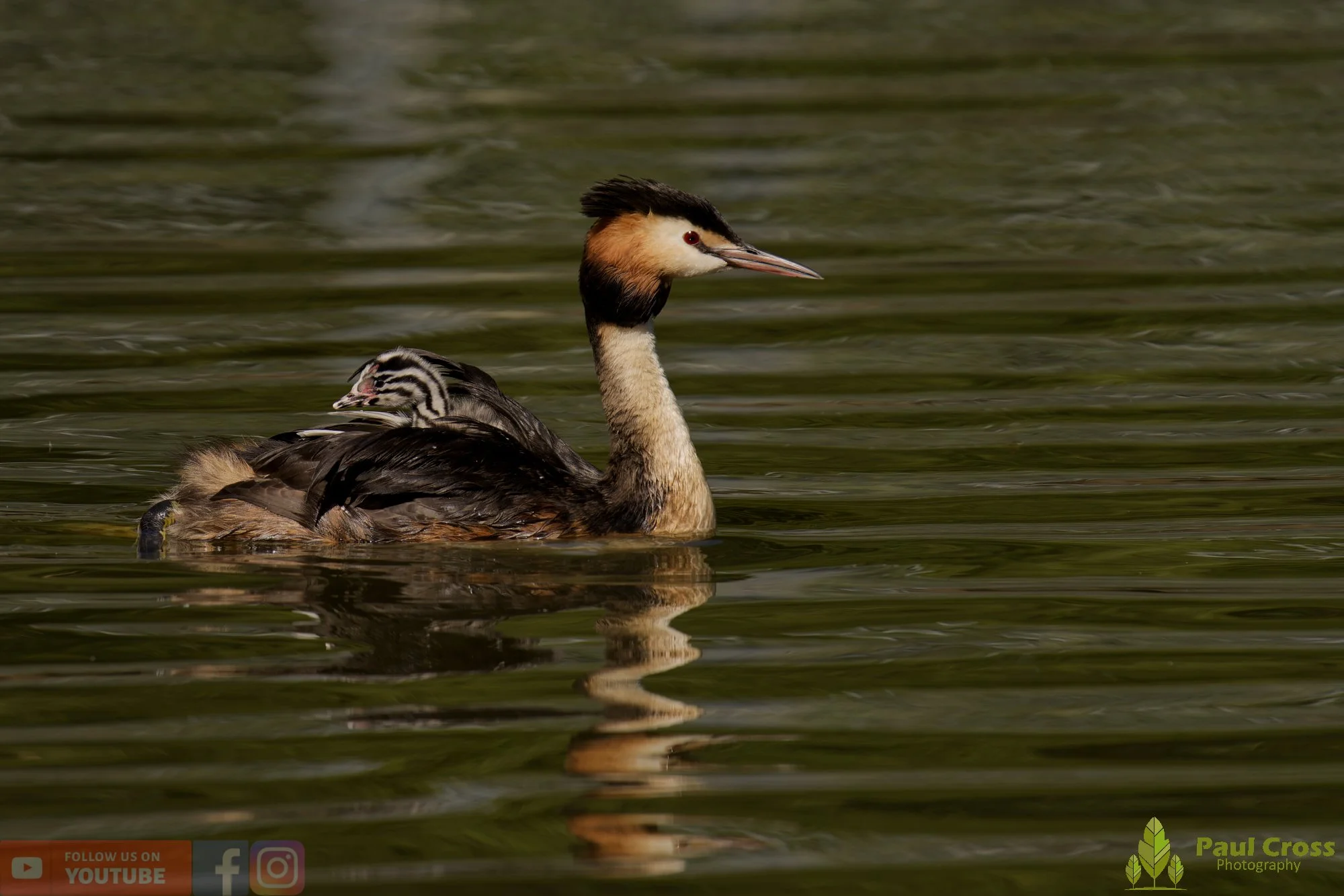 Great Crested Grebe-01202.jpg