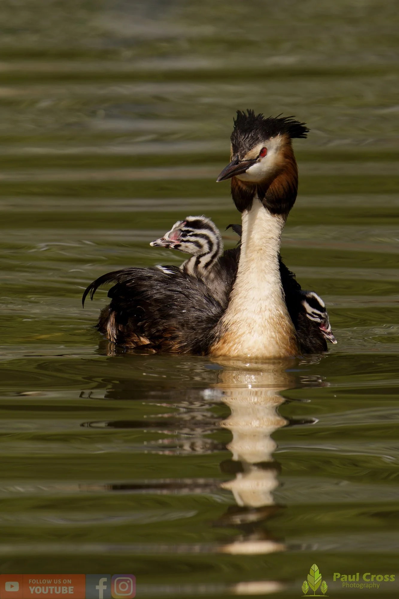Great Crested Grebe-01203.jpg
