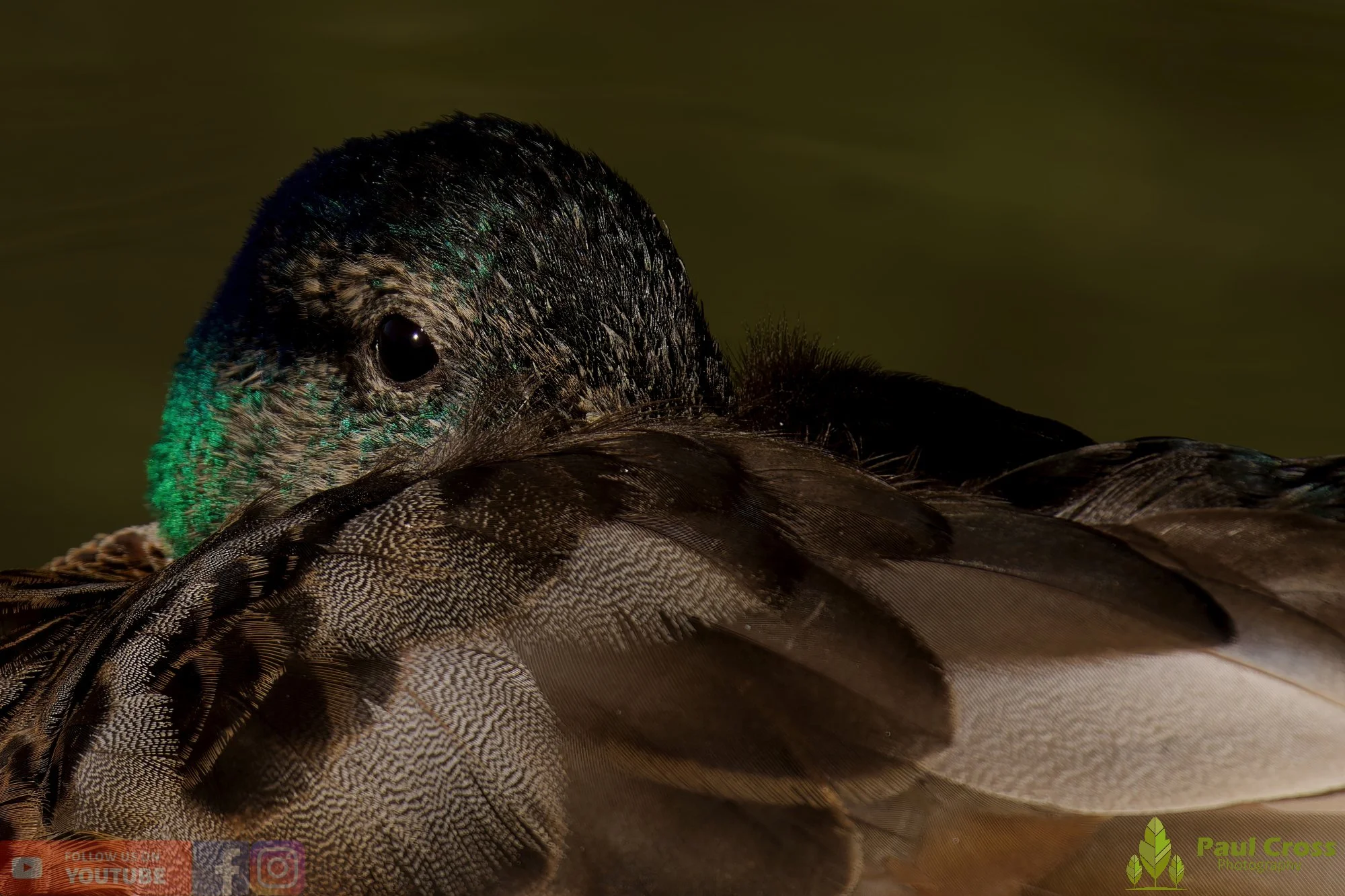 Mallard Duck-01285.jpg